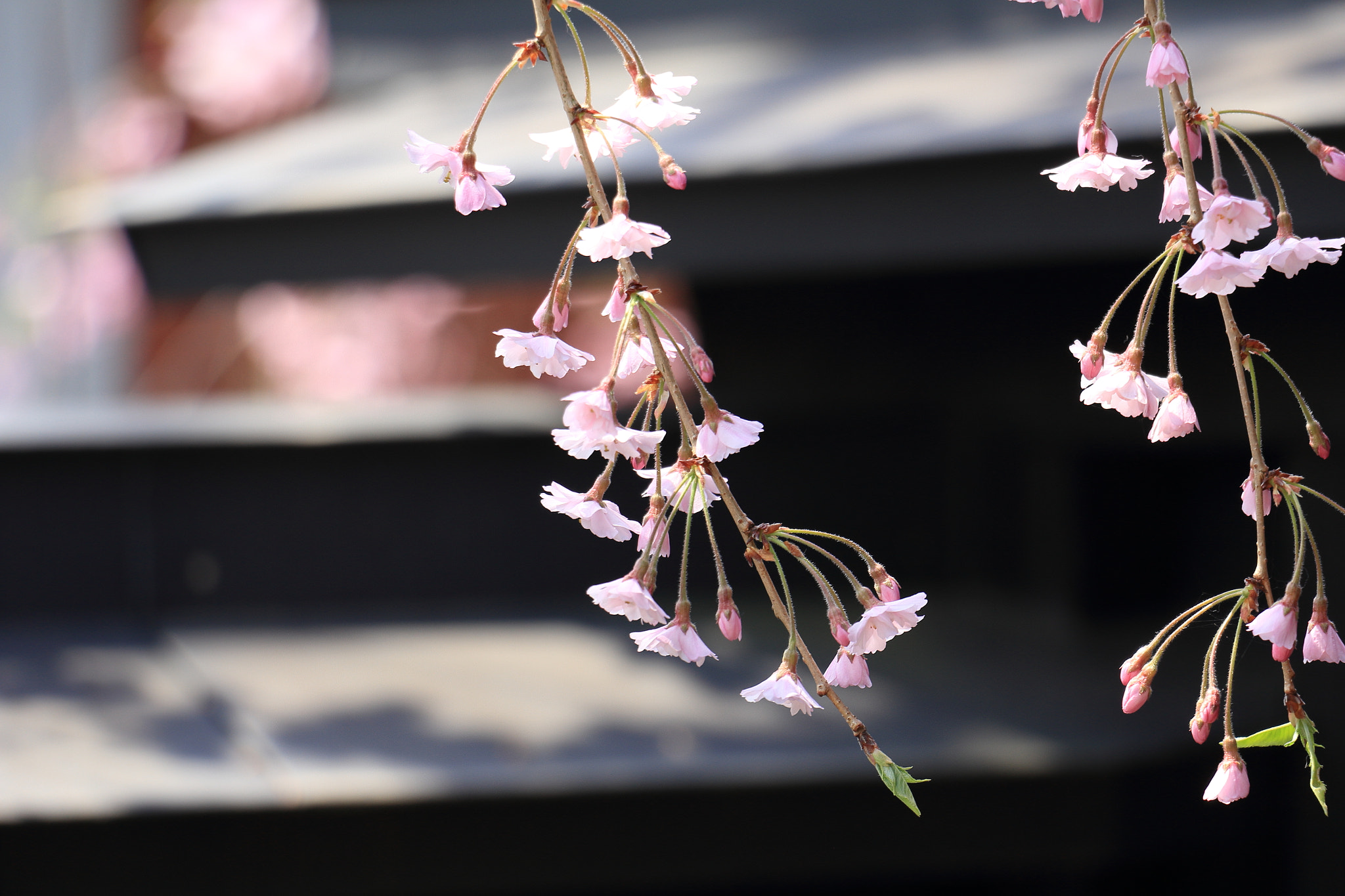 Canon EOS 60D sample photo. Samurai residence kakunodate akita japan photography