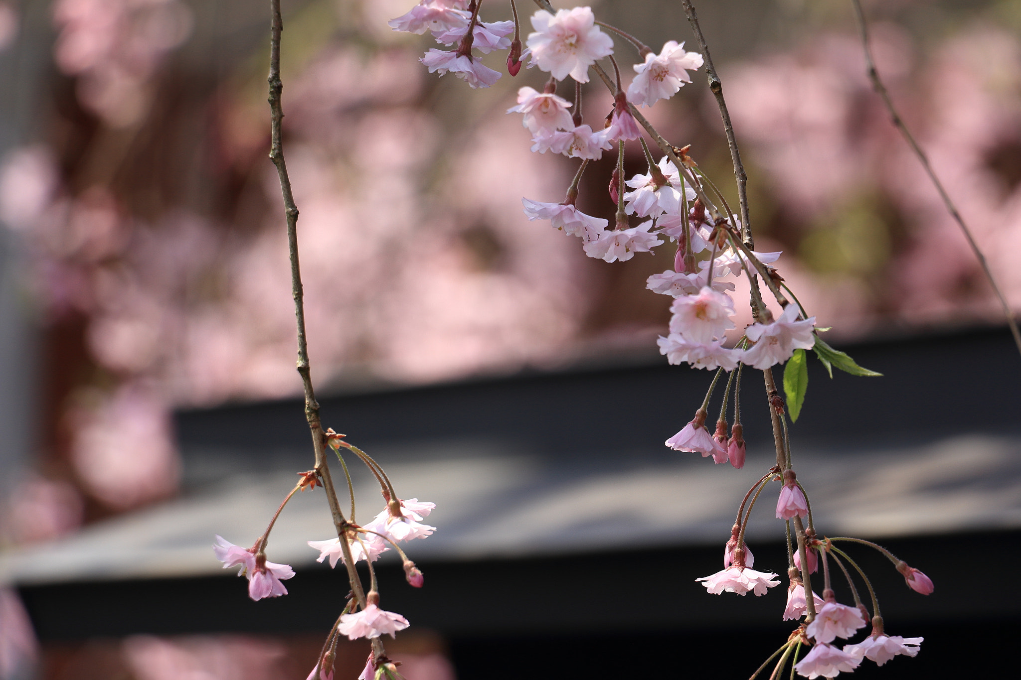 Canon EOS 60D sample photo. Samurai residence kakunodate akita japan photography