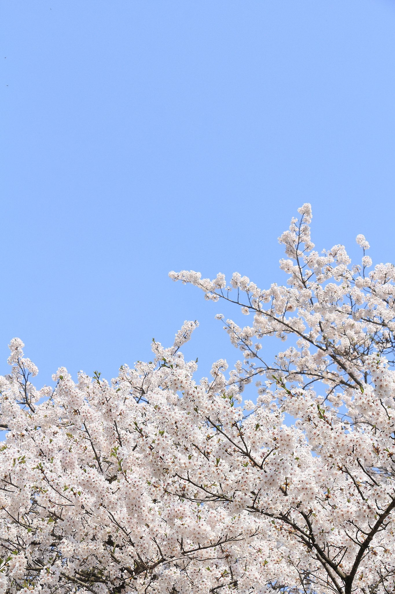 Canon EOS 60D sample photo. Img photography