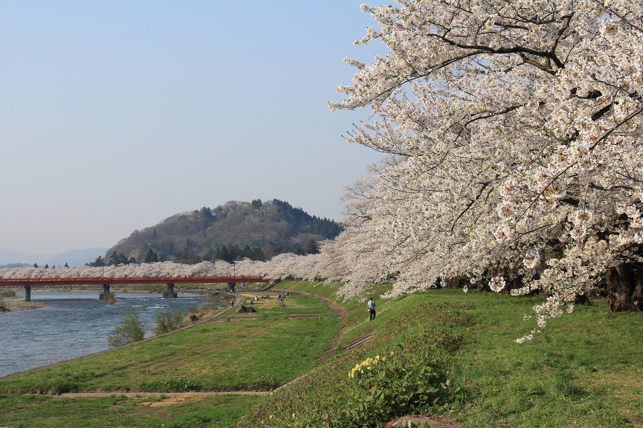Canon EOS 60D sample photo. Kakunodate cherry blossom akita japan photography