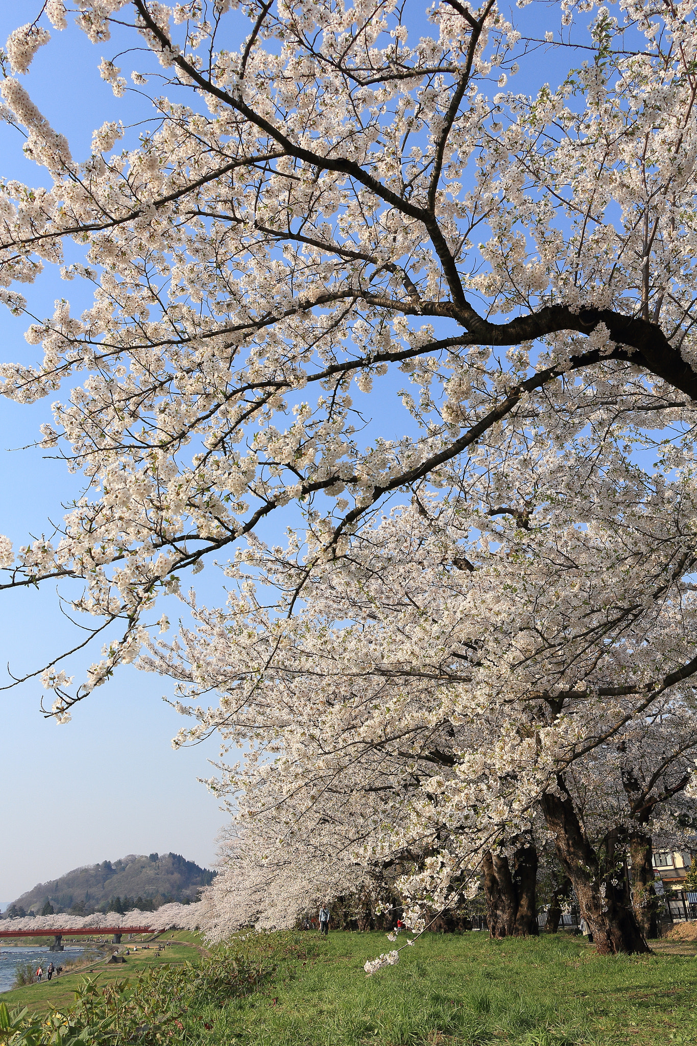 Canon EOS 60D + Canon EF-S 18-135mm F3.5-5.6 IS STM sample photo. Kakunodate cherry blossom akita japan photography