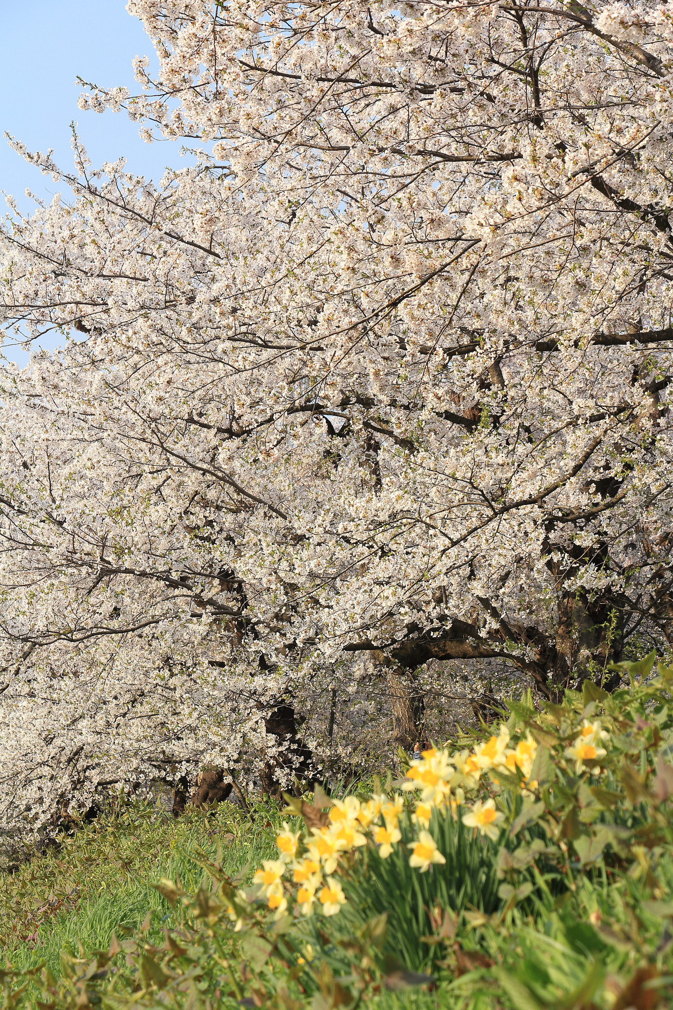 Canon EOS 60D sample photo. Kakunodate cherry blossom akita japan photography
