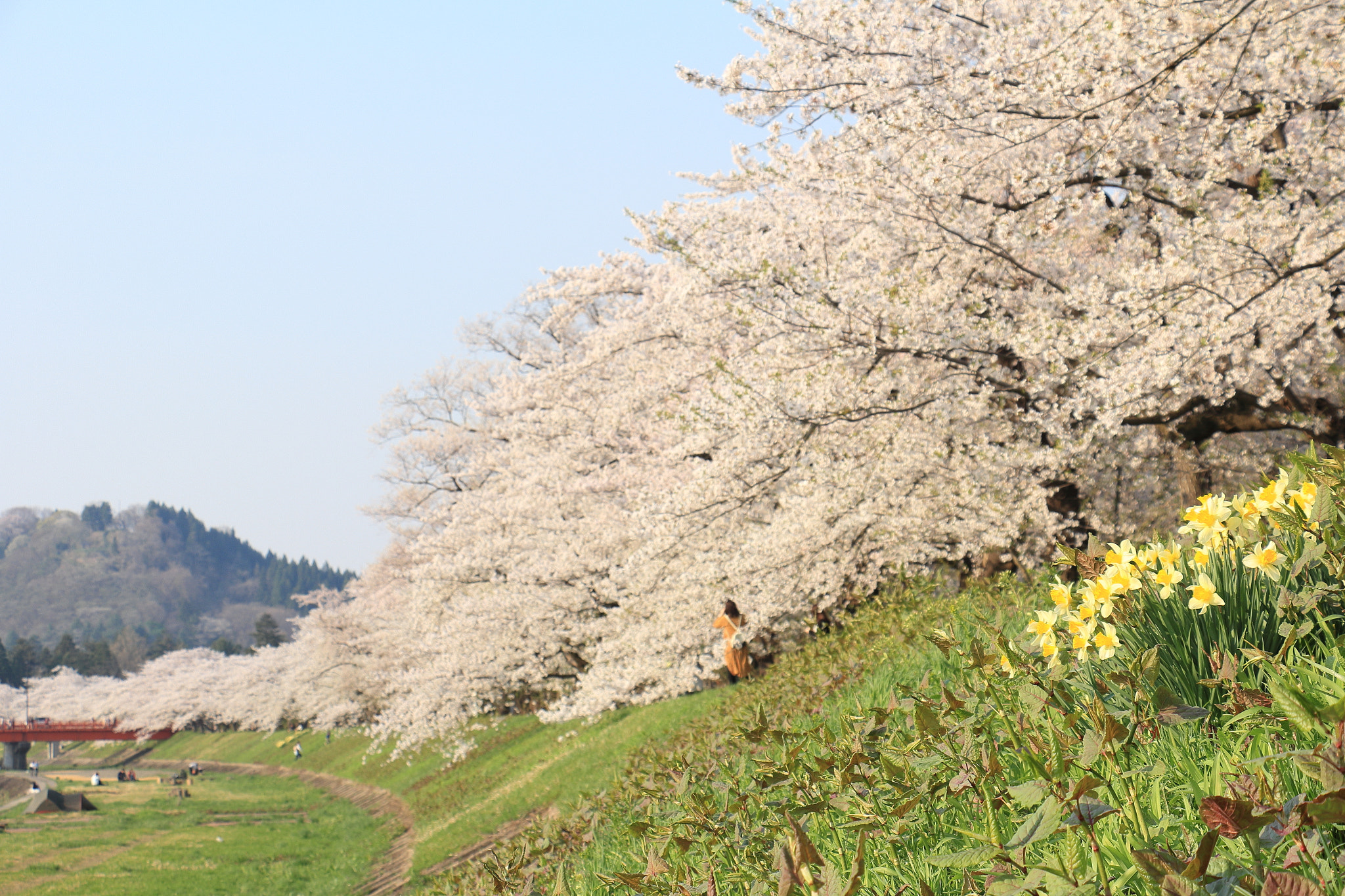 Canon EOS 60D sample photo. Kakunodate cherry blossom akita japan photography