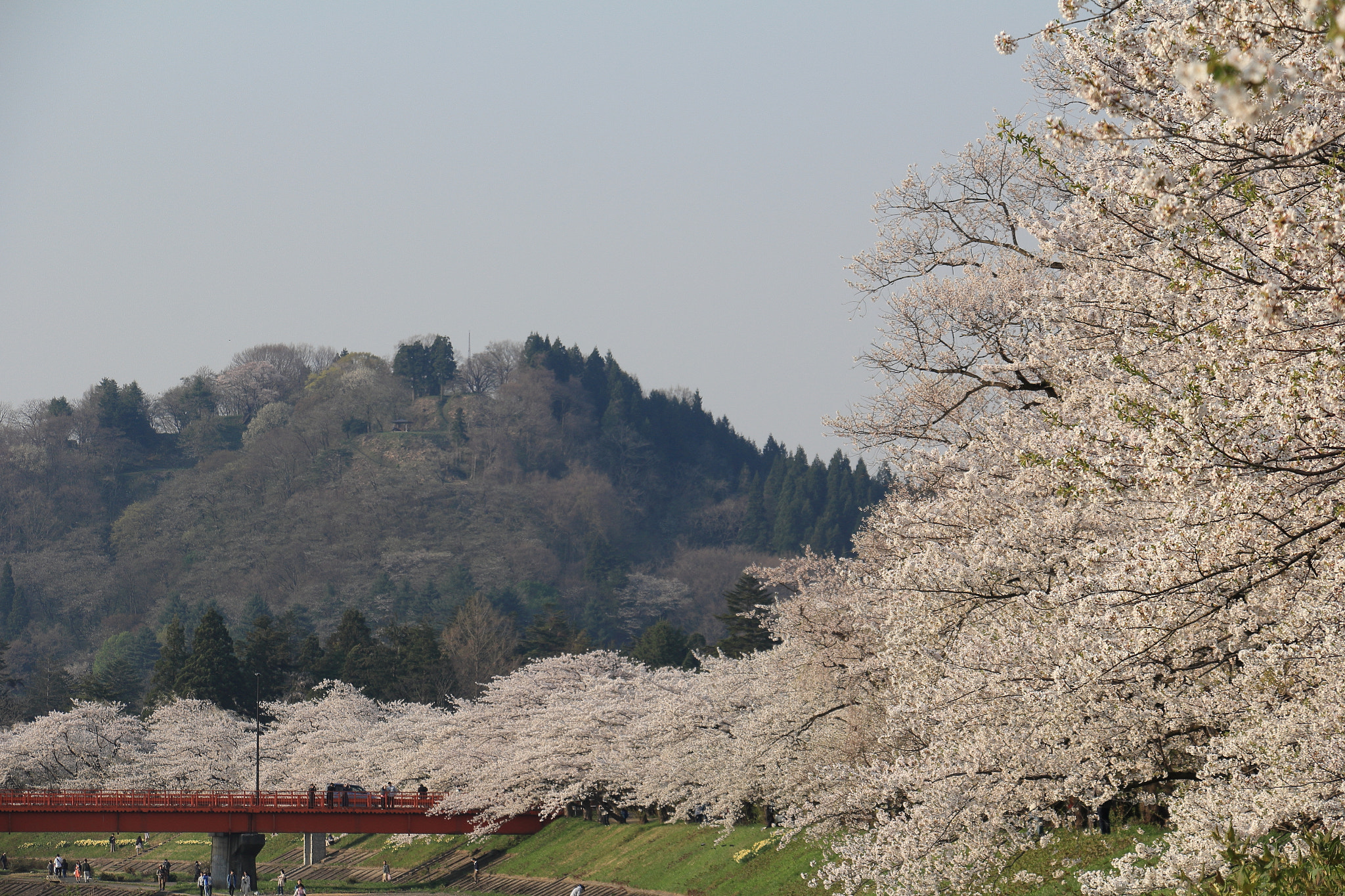 Canon EOS 60D + Canon EF-S 18-135mm F3.5-5.6 IS STM sample photo. Kakunodate cherry blossom akita japan photography