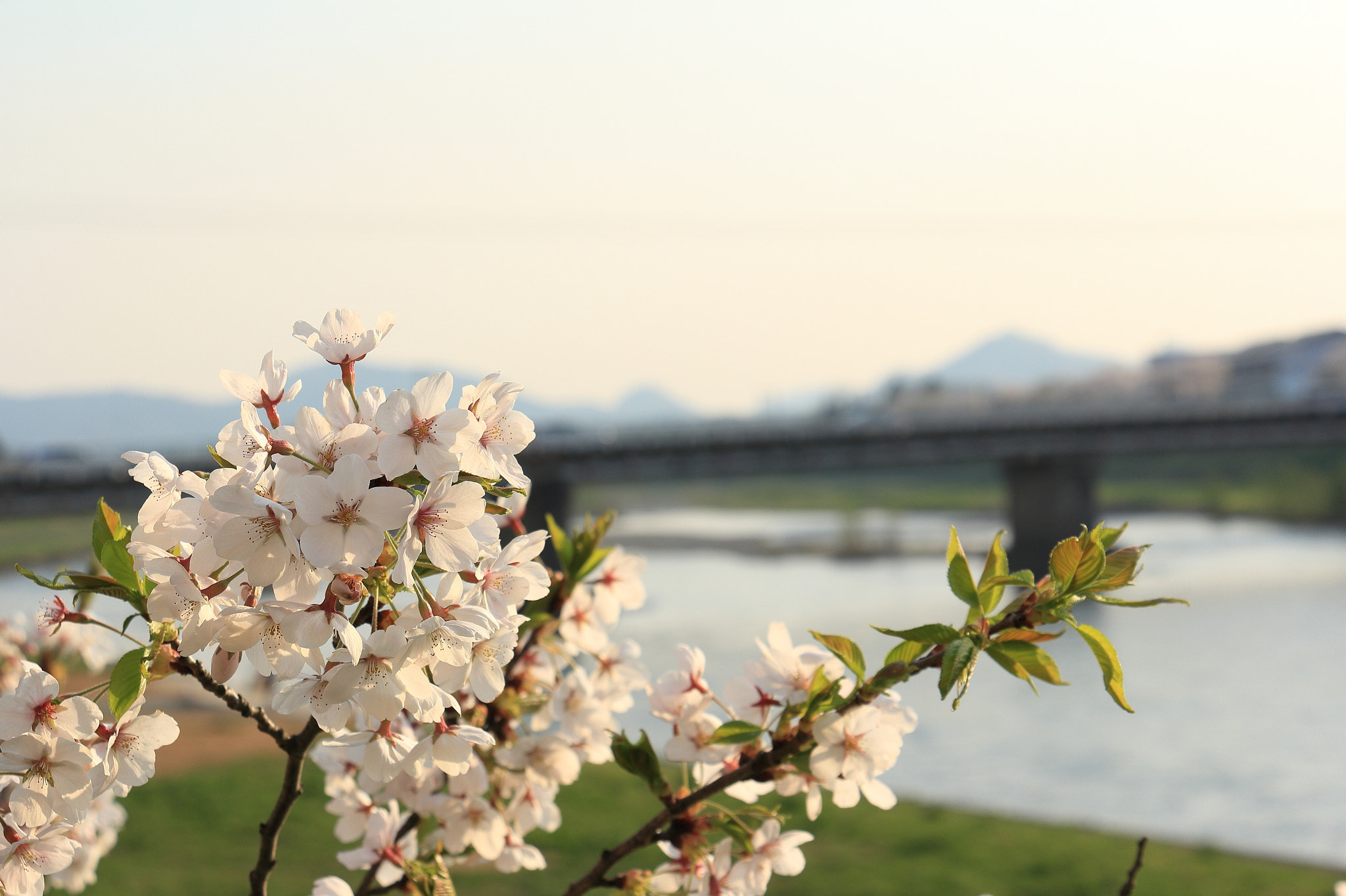 Canon EOS 60D + Canon EF-S 18-135mm F3.5-5.6 IS STM sample photo. Kakunodate cherry blossom akita japan photography