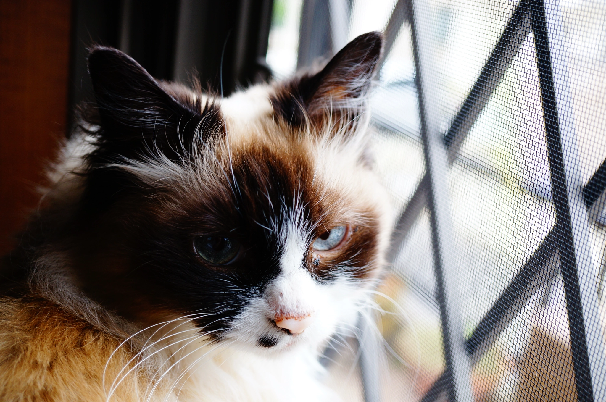 Sony Alpha NEX-5T sample photo. Blue eyes photography