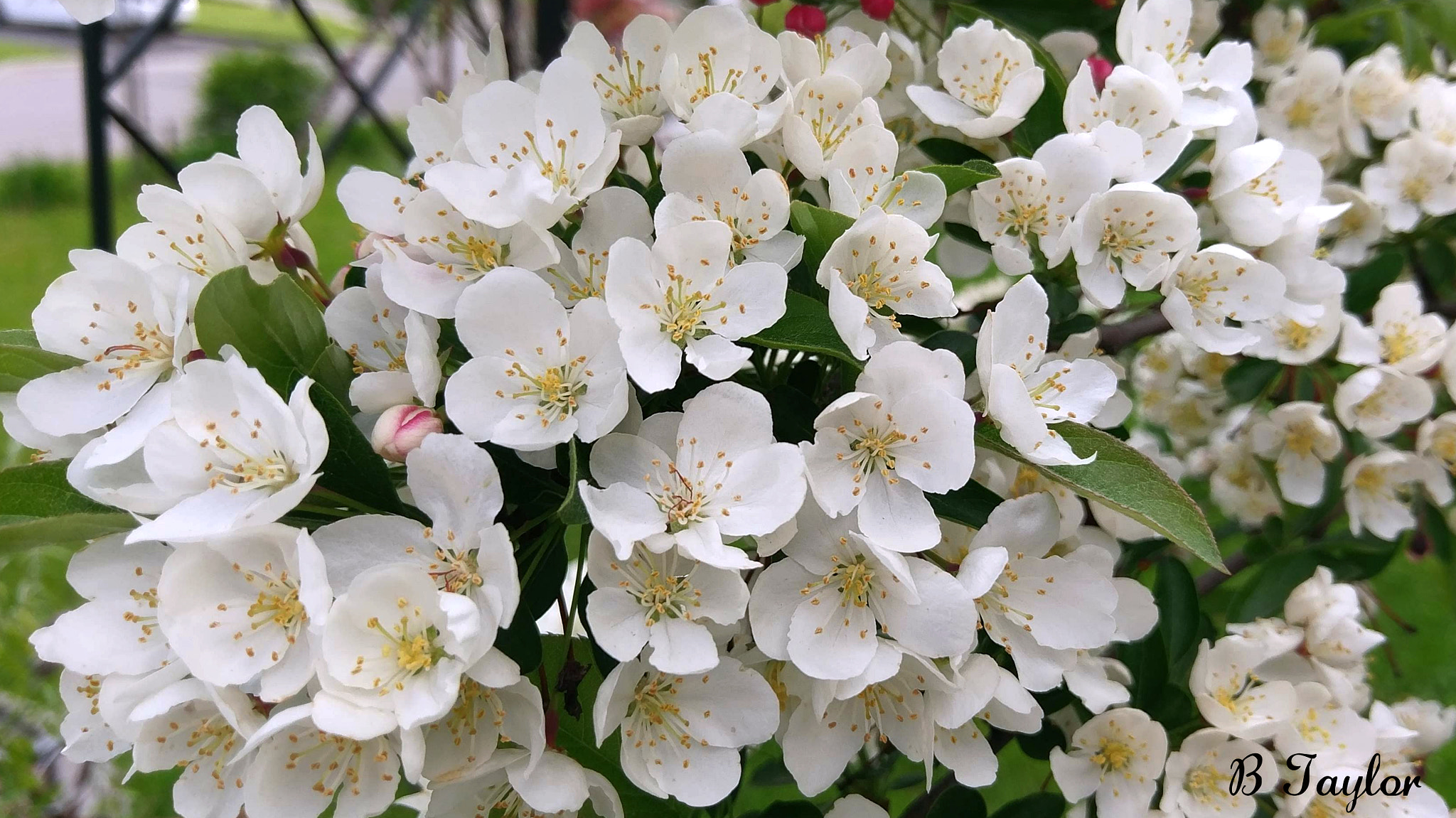 HTC 10 sample photo. Apple blossoms branch full photography