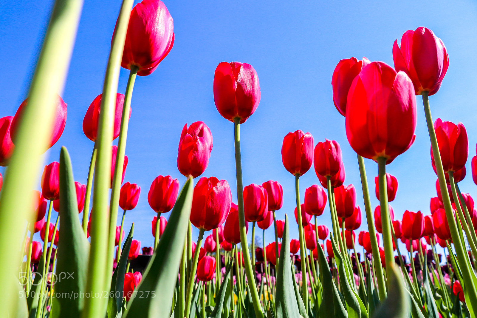 Canon EOS 80D sample photo. Tulips img2 photography