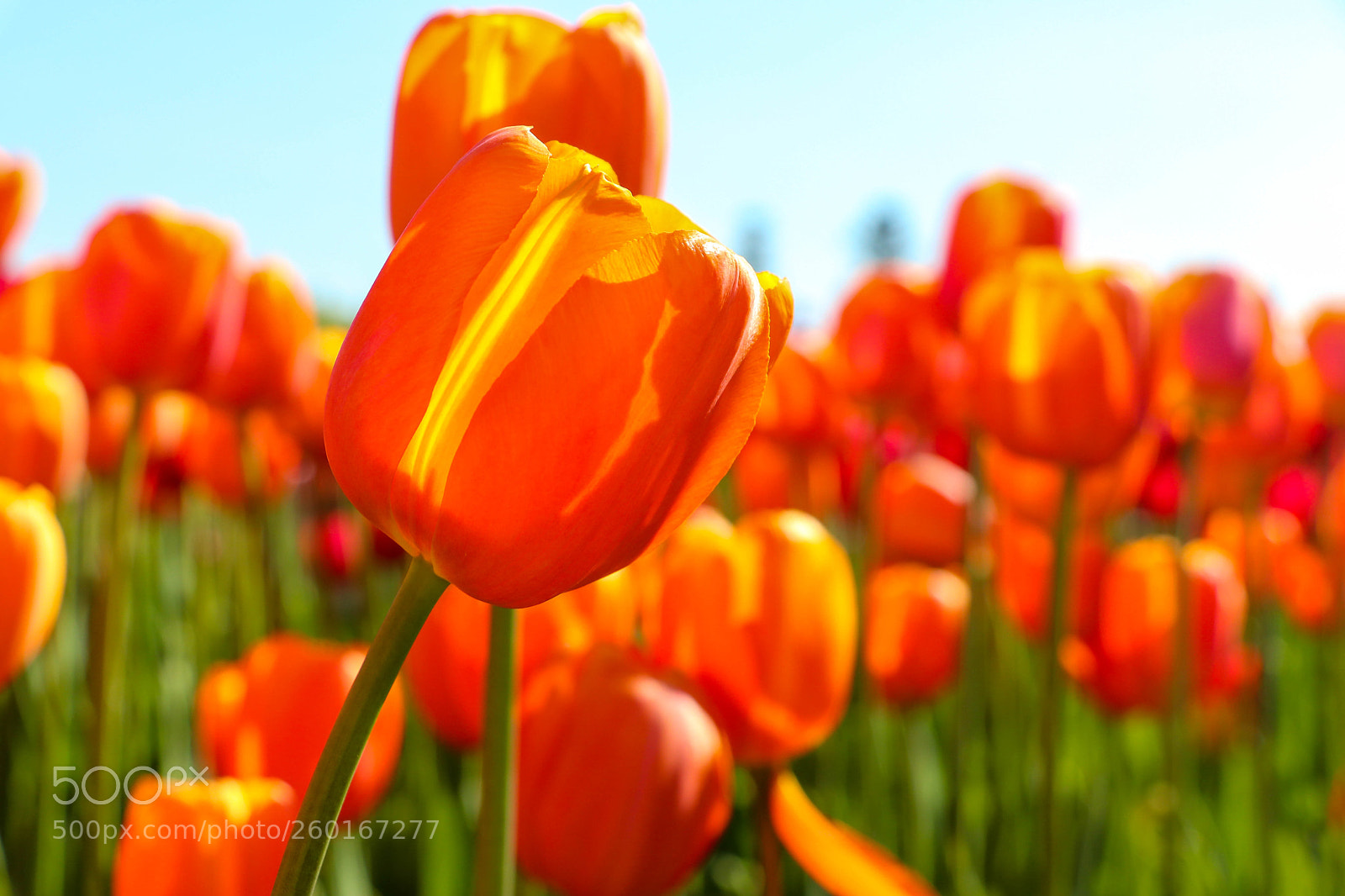 Canon EOS 80D sample photo. Tulips img1 photography
