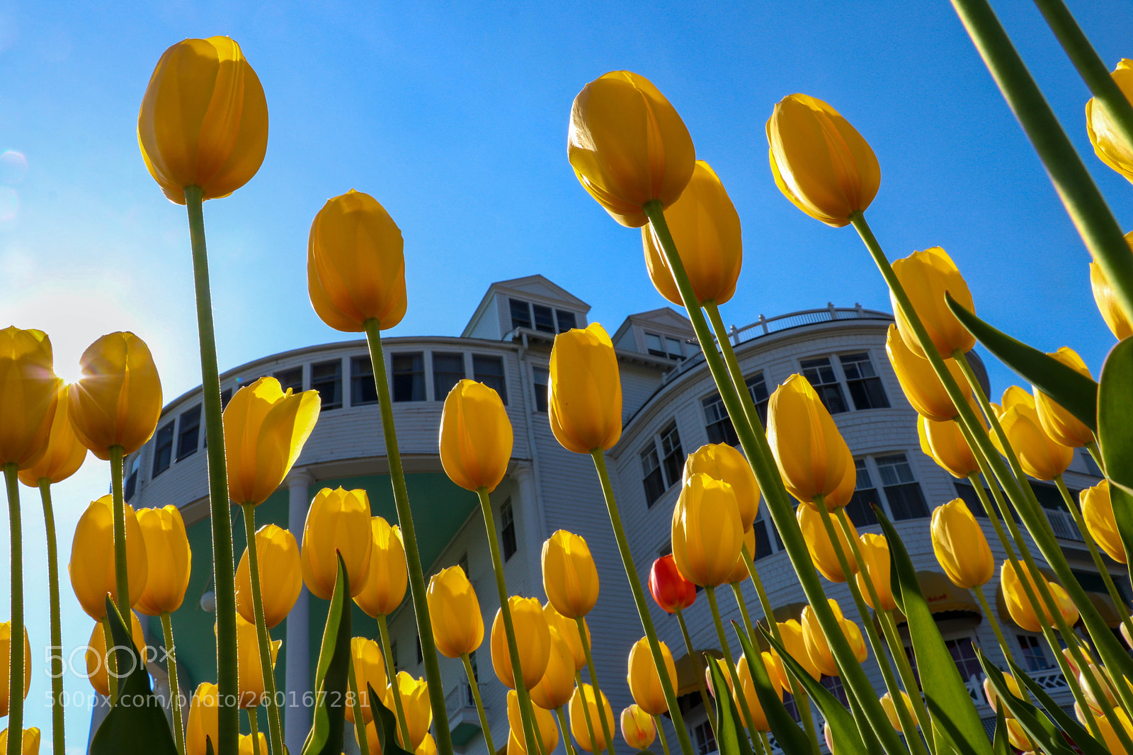 Canon EOS 80D sample photo. Tulips img3 photography