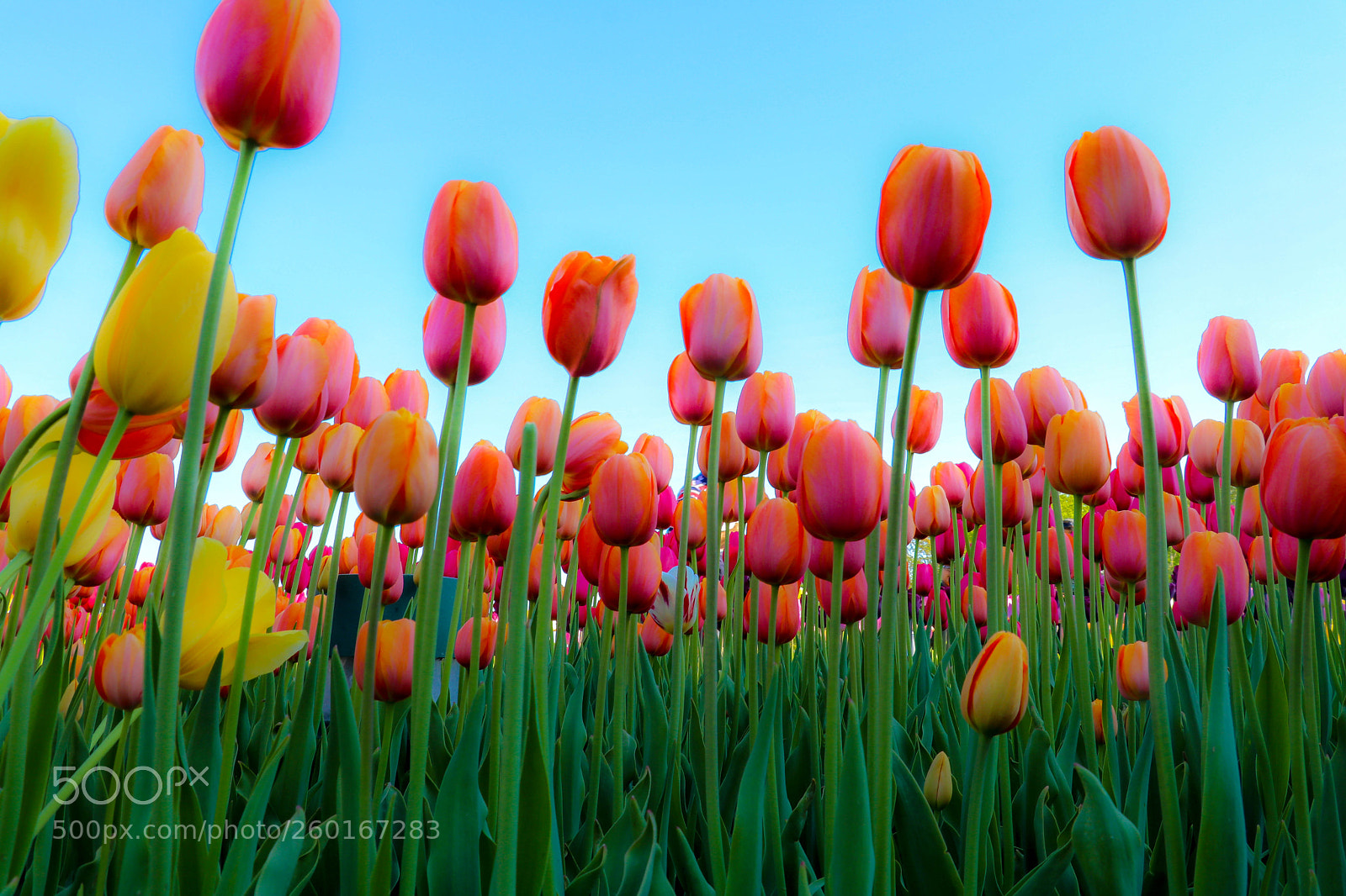 Canon EOS 80D sample photo. Tulips img4 photography