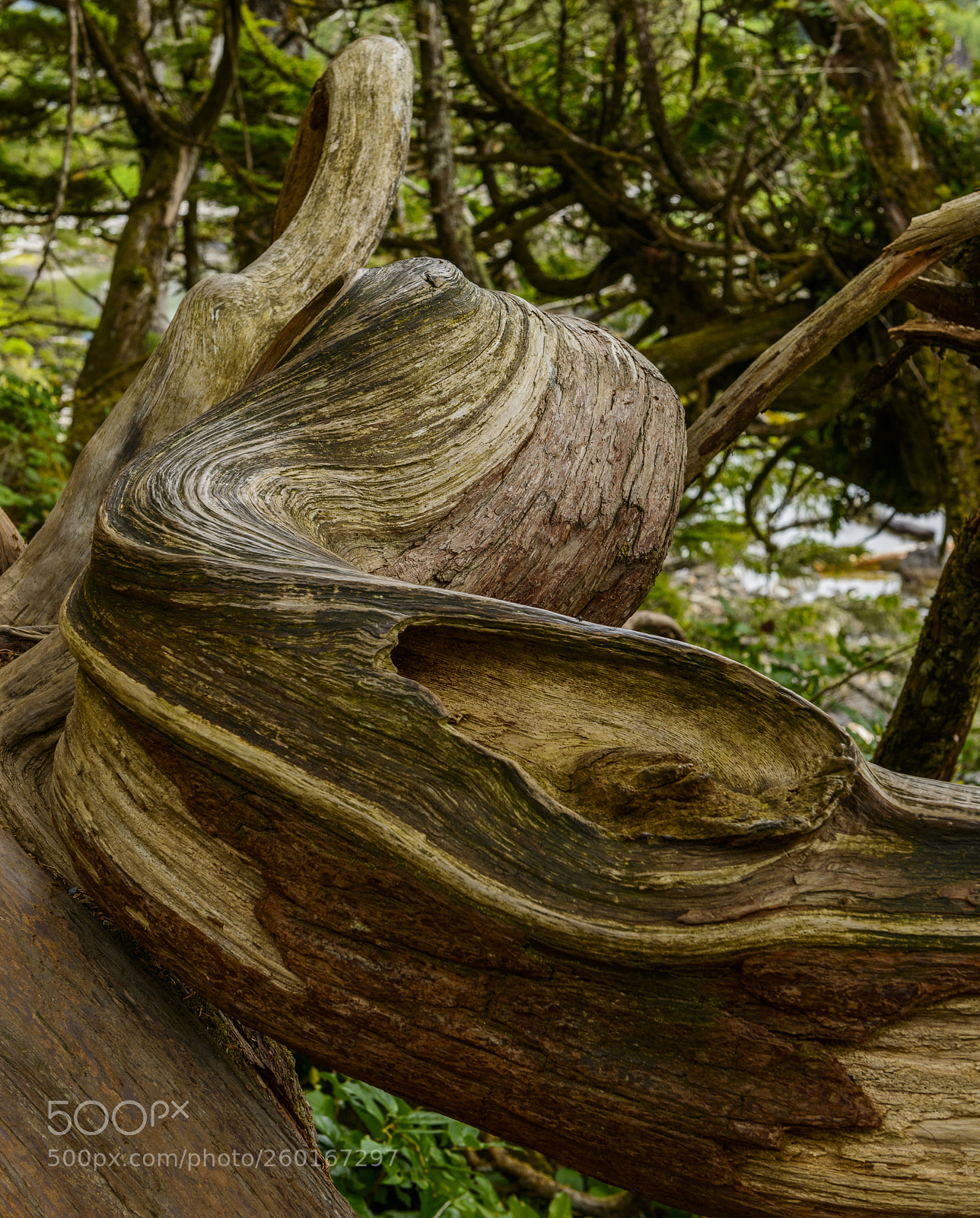 Nikon D800 sample photo. Rootimentary photography