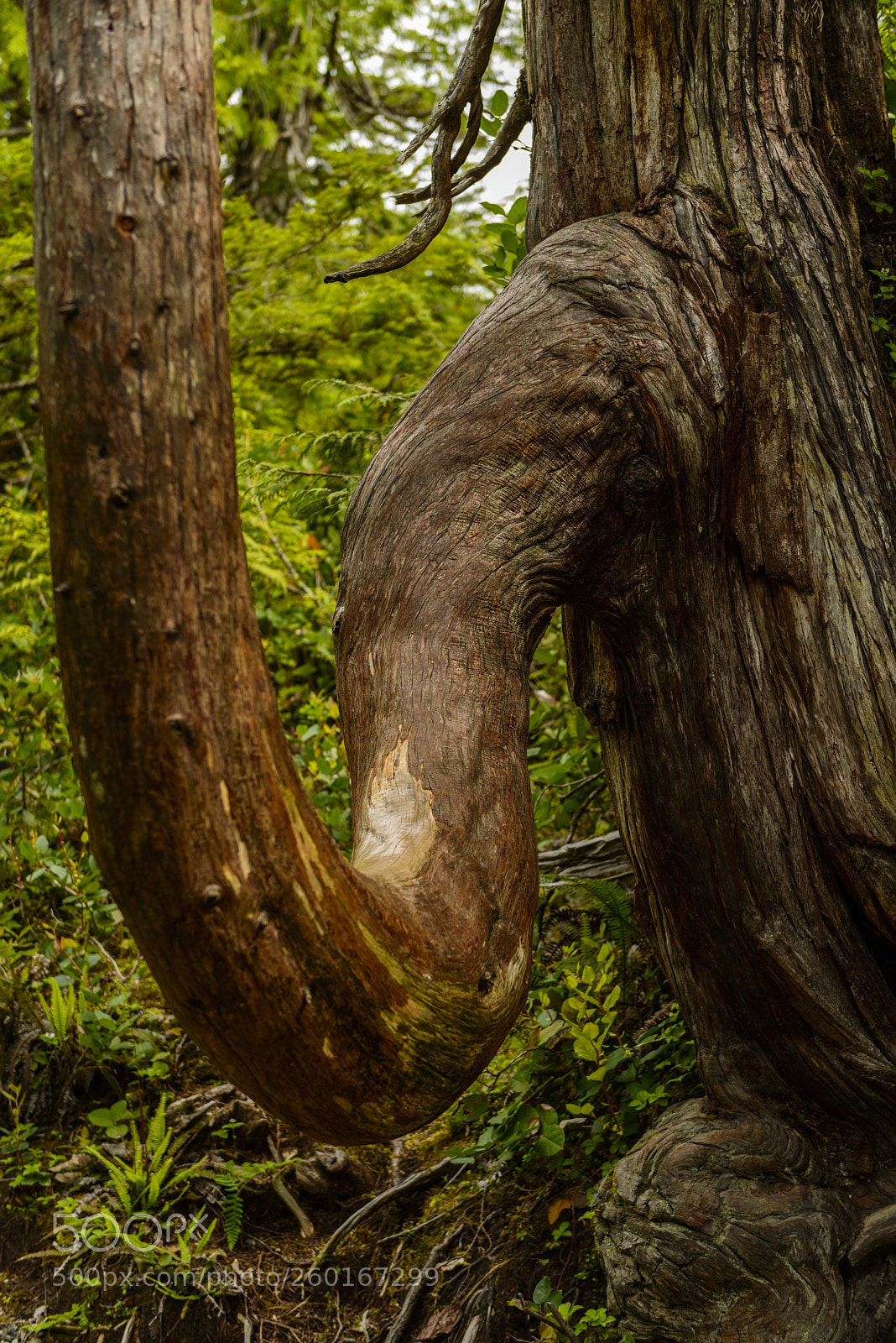 Nikon D800 sample photo. The elephant's trunk photography