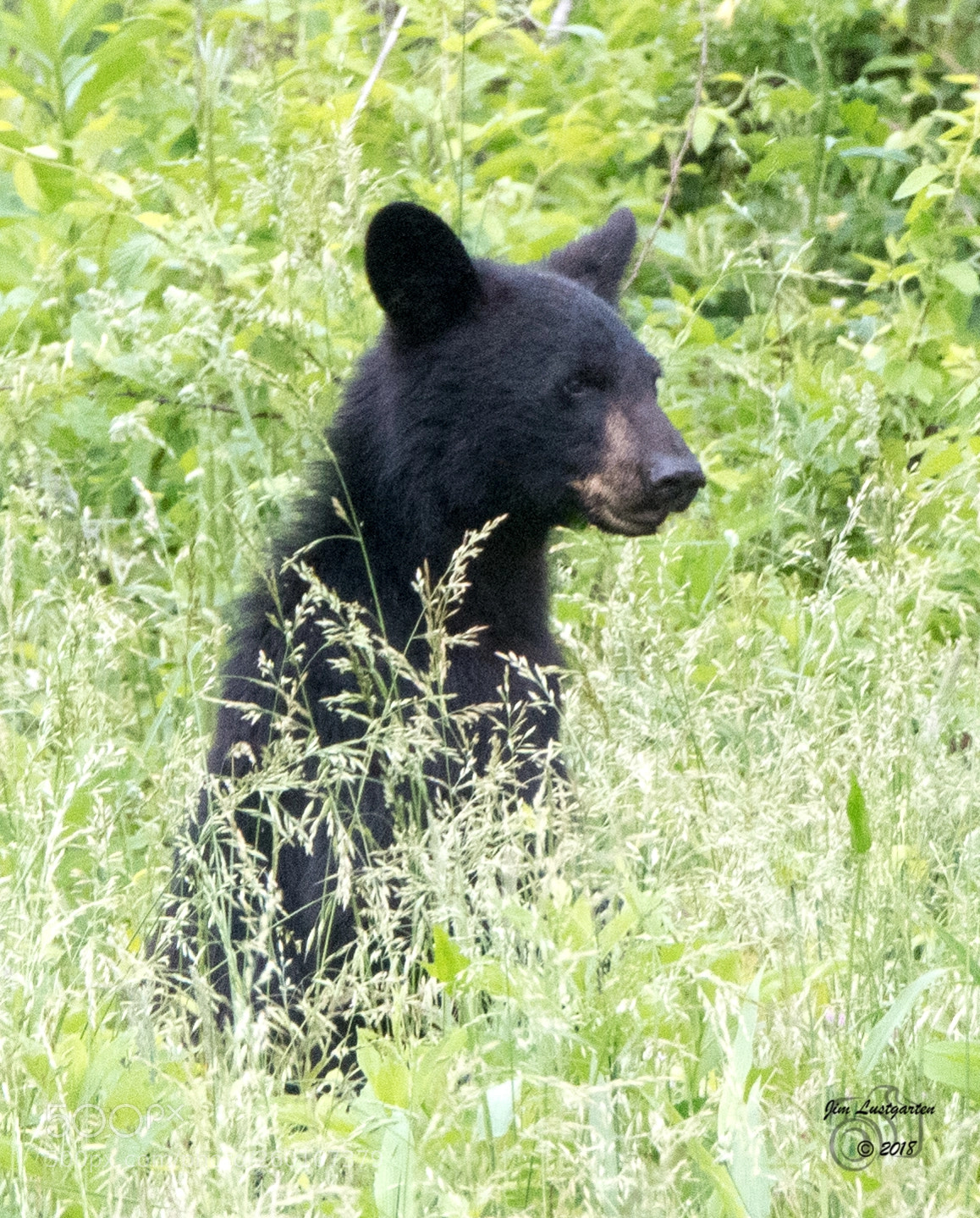 Nikon D500 sample photo. Bears at the great photography