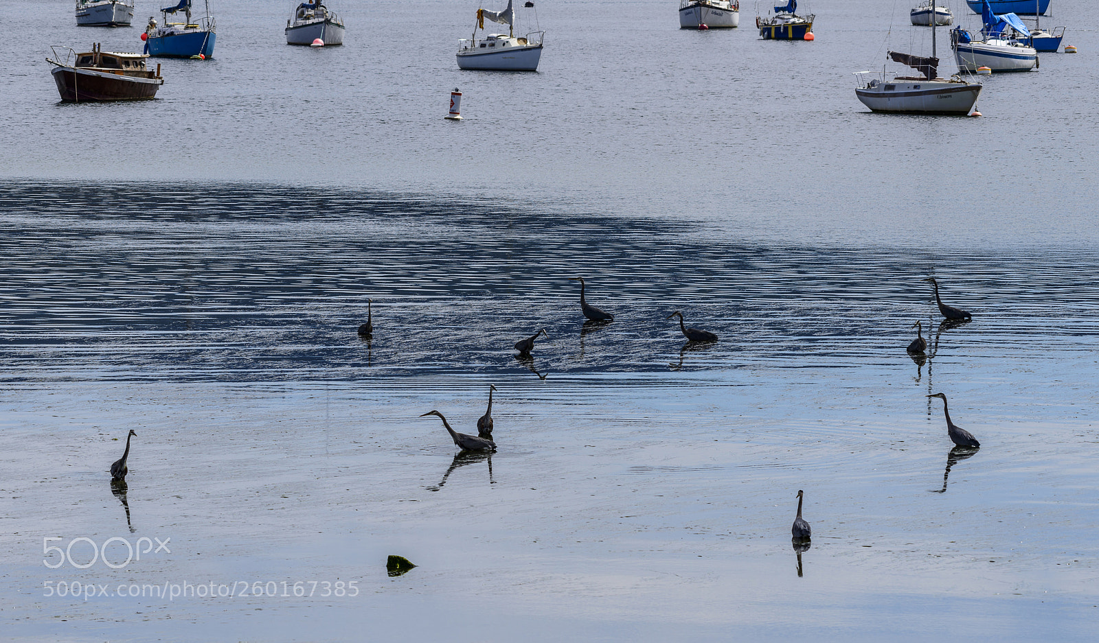 Nikon D800 sample photo. Great blue herons photography