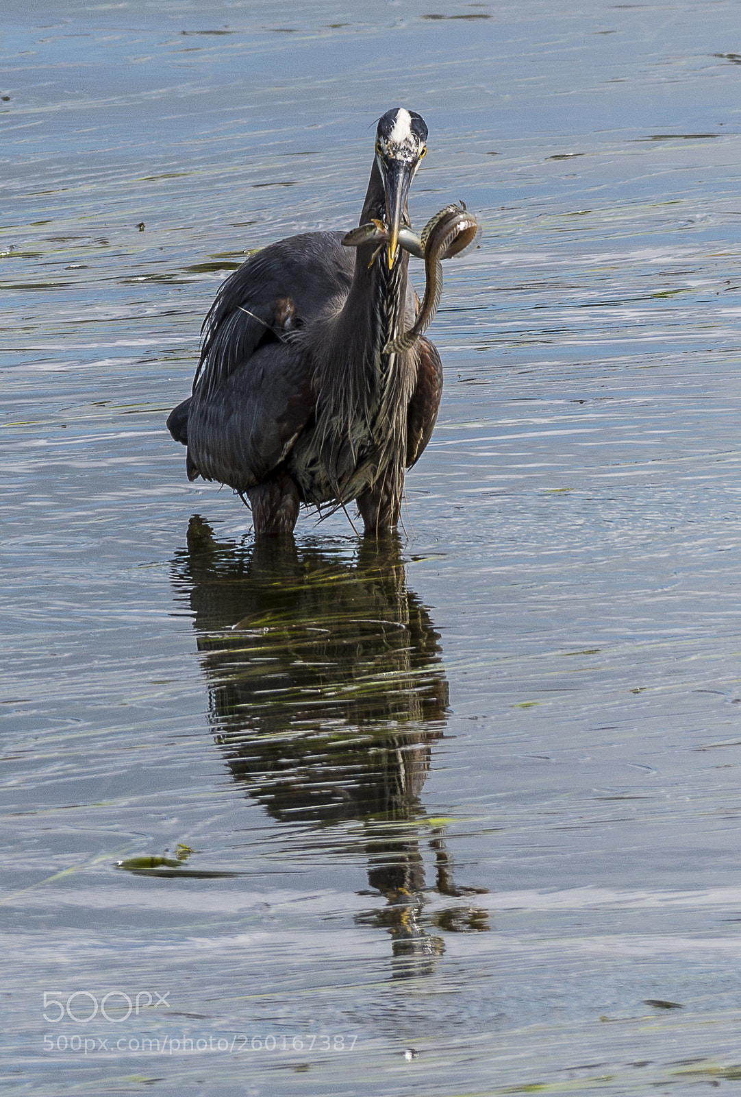 Nikon D800 sample photo. Heron with supper photography
