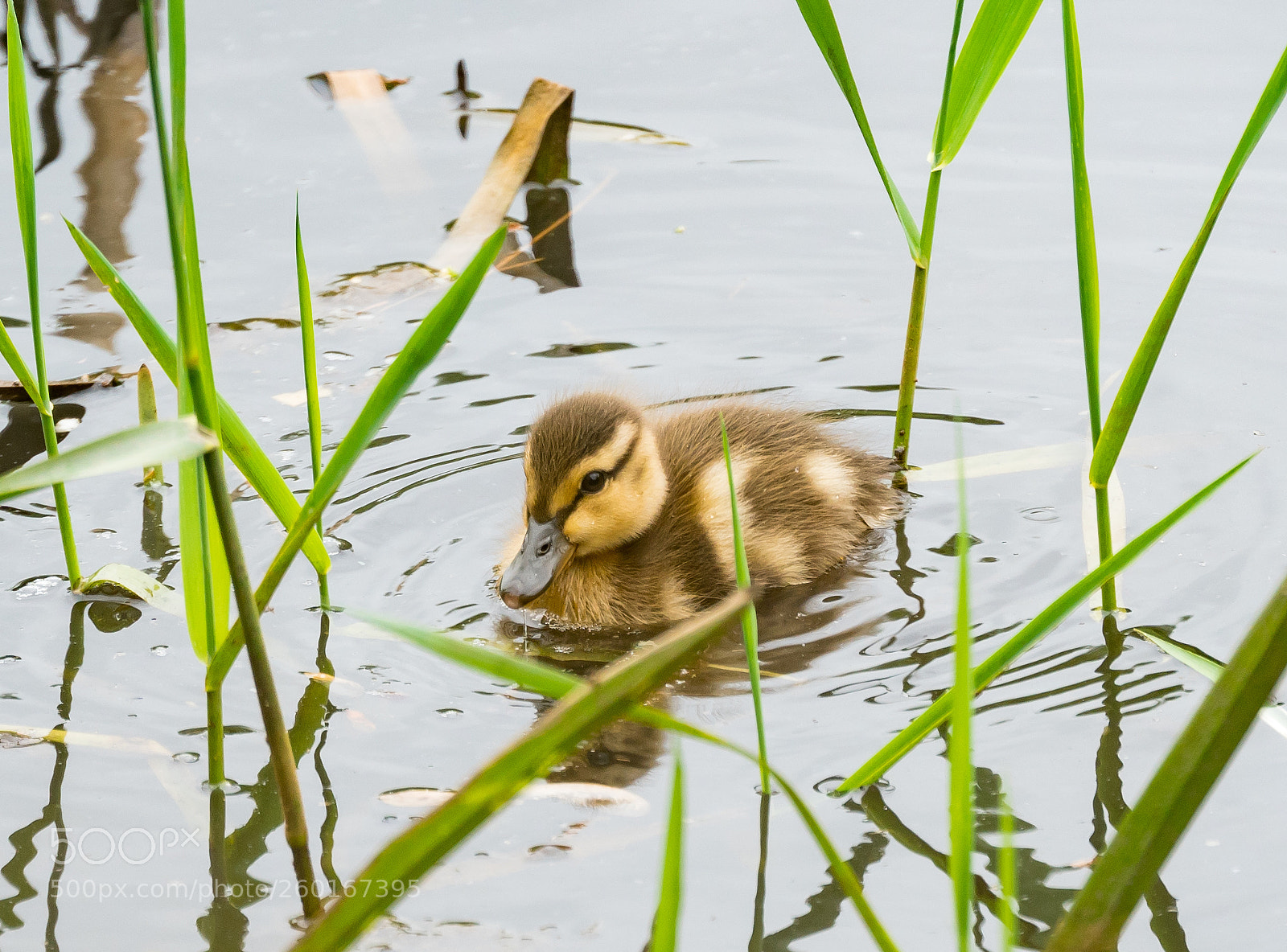 Sony a6300 sample photo. Duckling photography