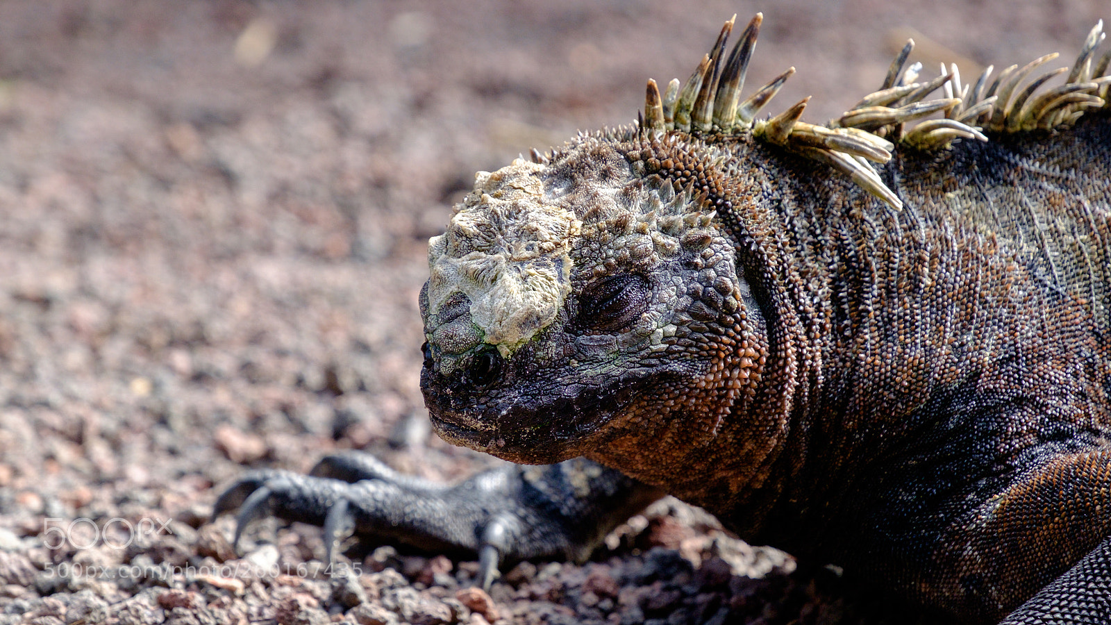 Fujifilm X-T1 sample photo. Iguana photography