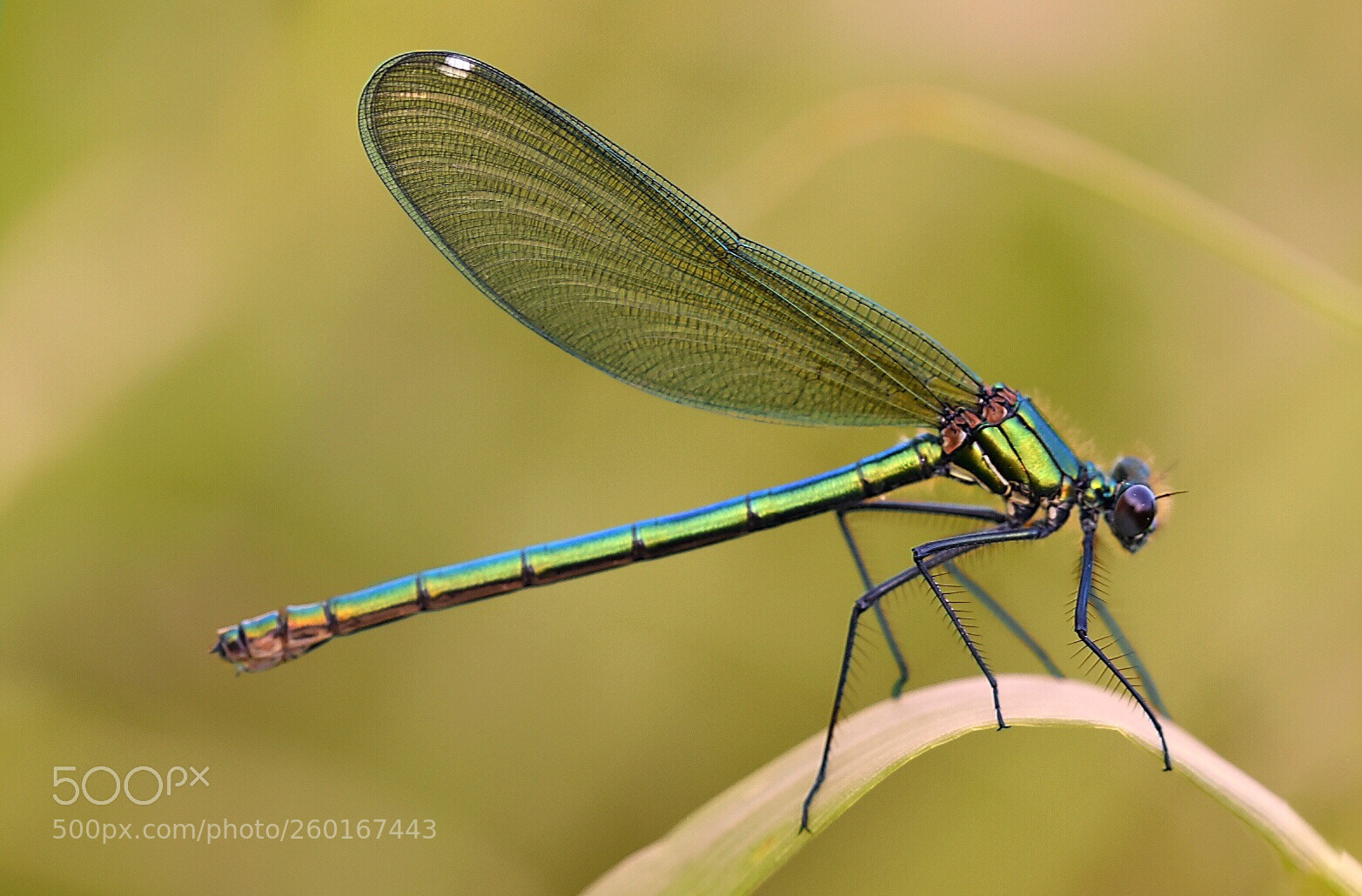 Nikon D5600 sample photo. Balancing on the grass photography