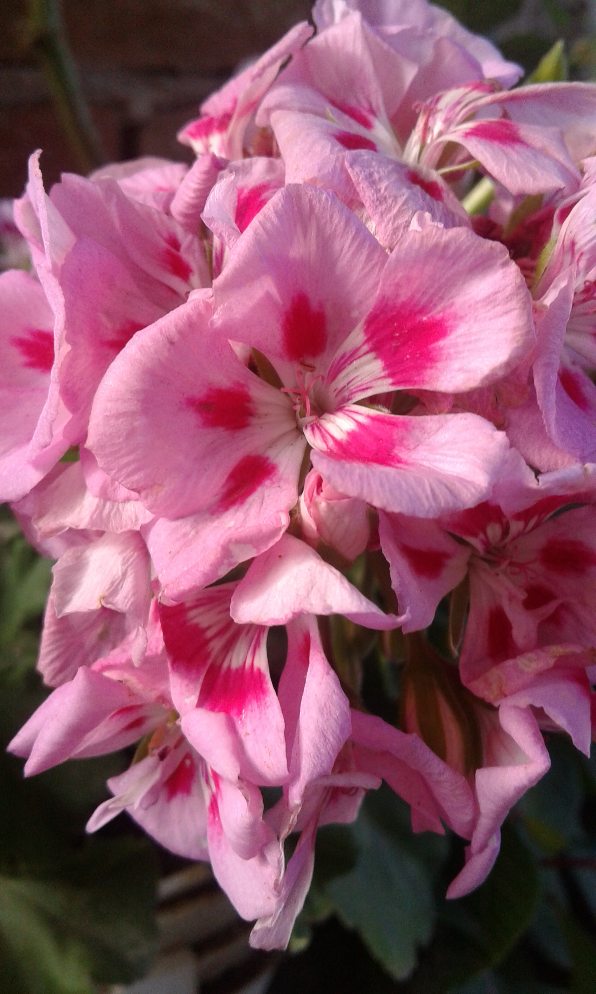 Samsung Galaxy J1 sample photo. Flores rosadas photography