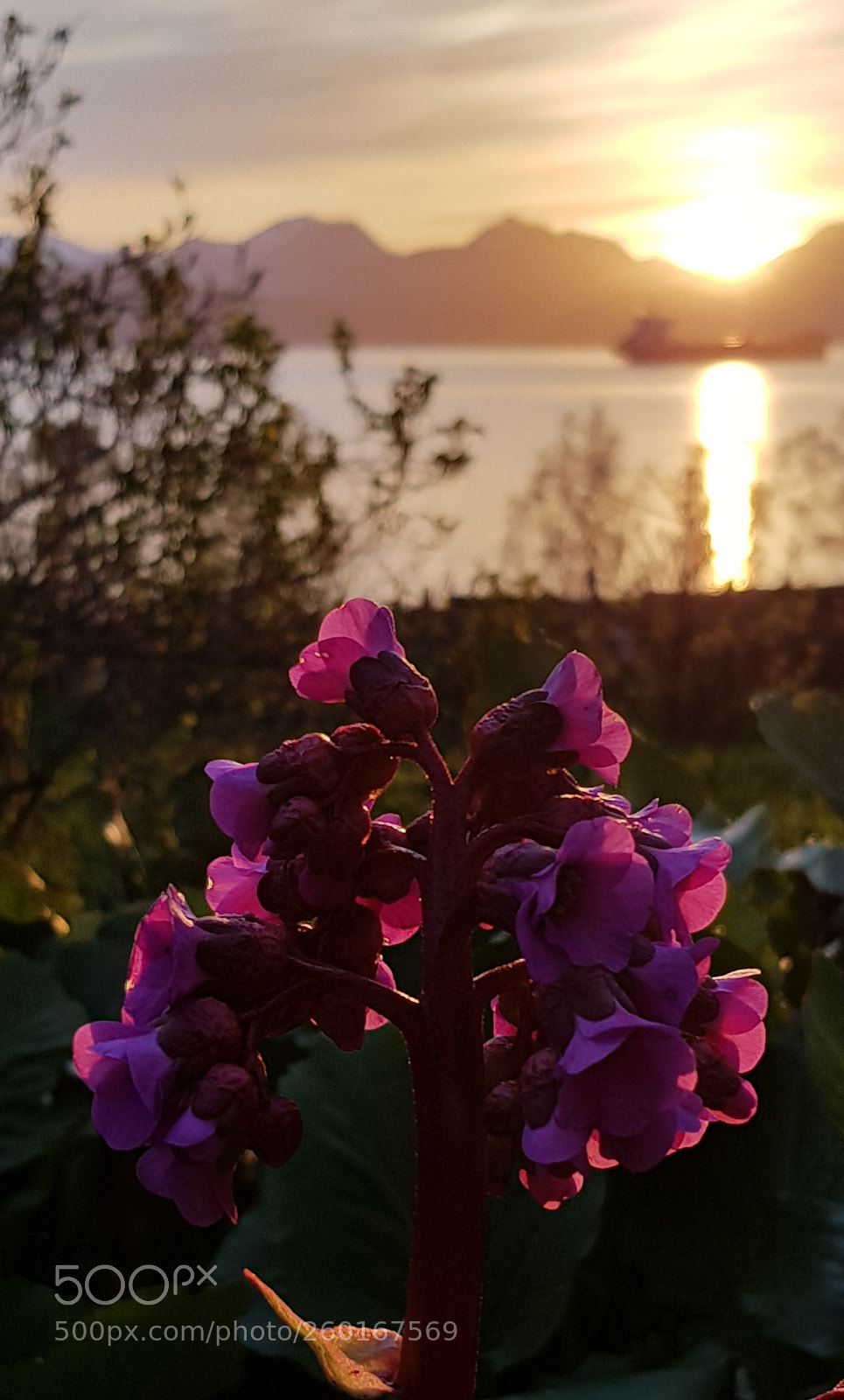 Samsung Galaxy S8 sample photo. Night garden photography