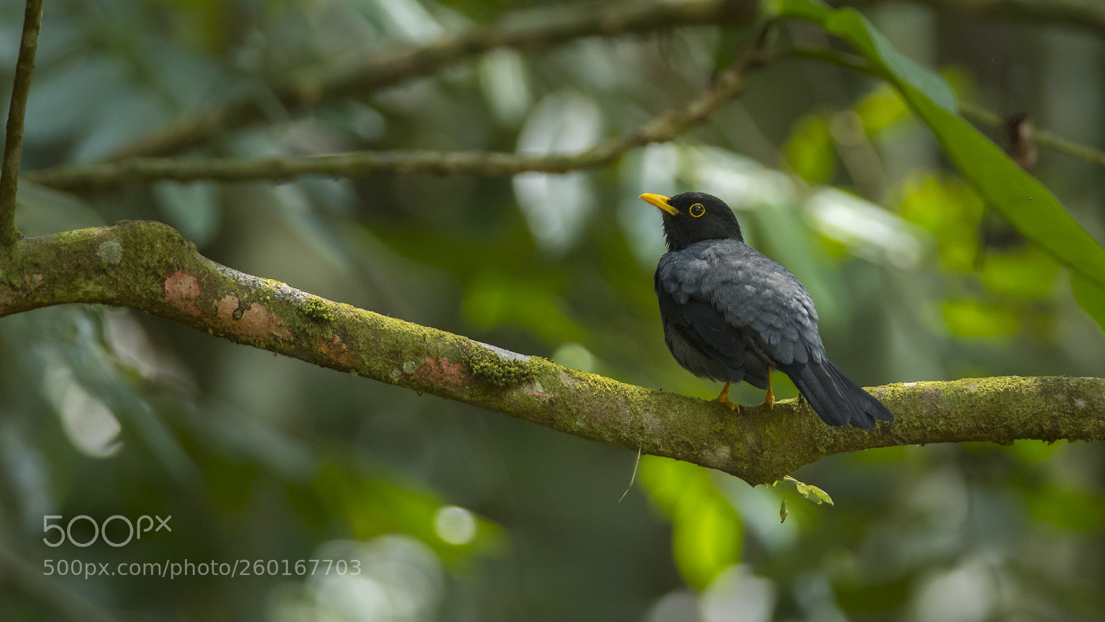 Nikon D7200 sample photo. Yellow-legged thrush photography