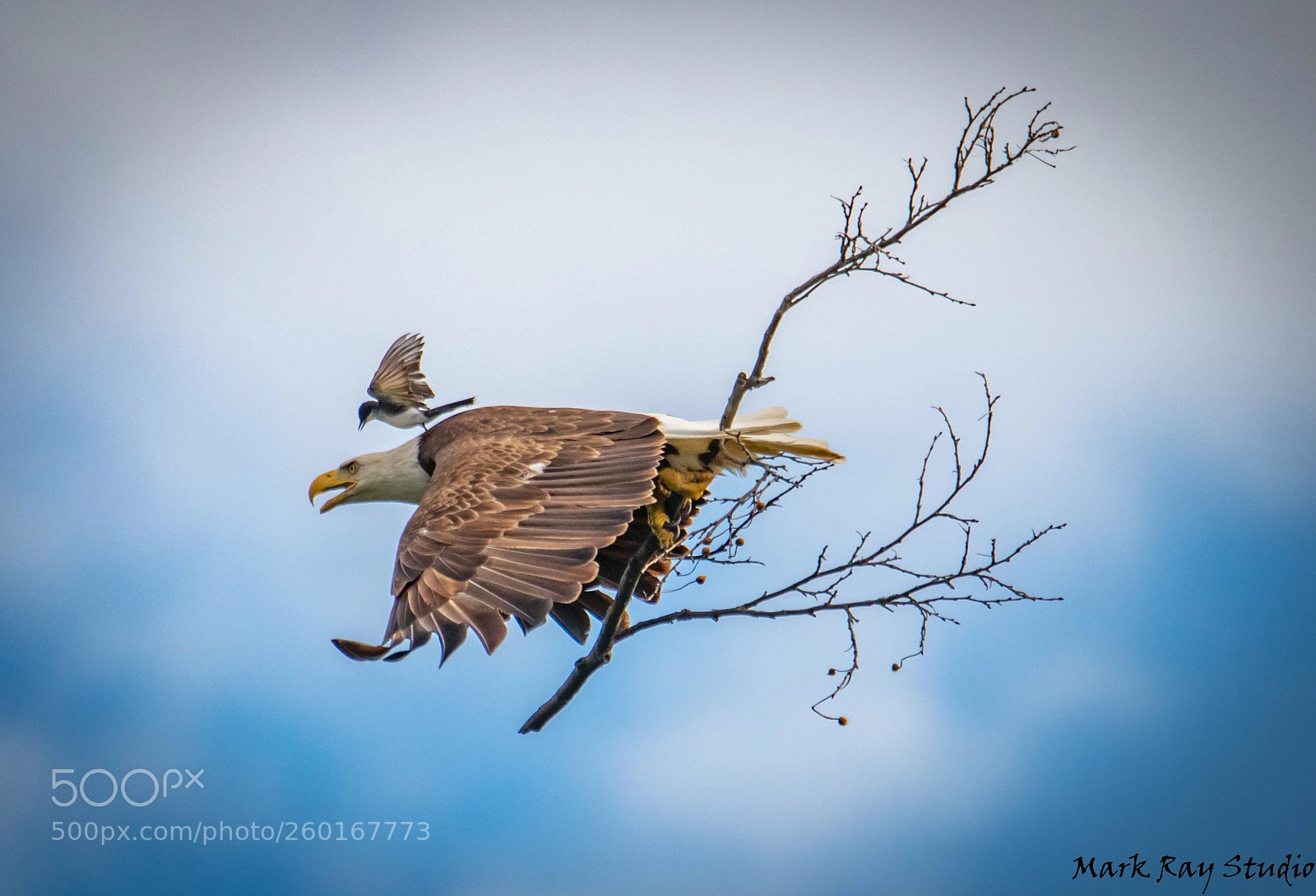 Canon EOS 80D sample photo. Bald eagle photography