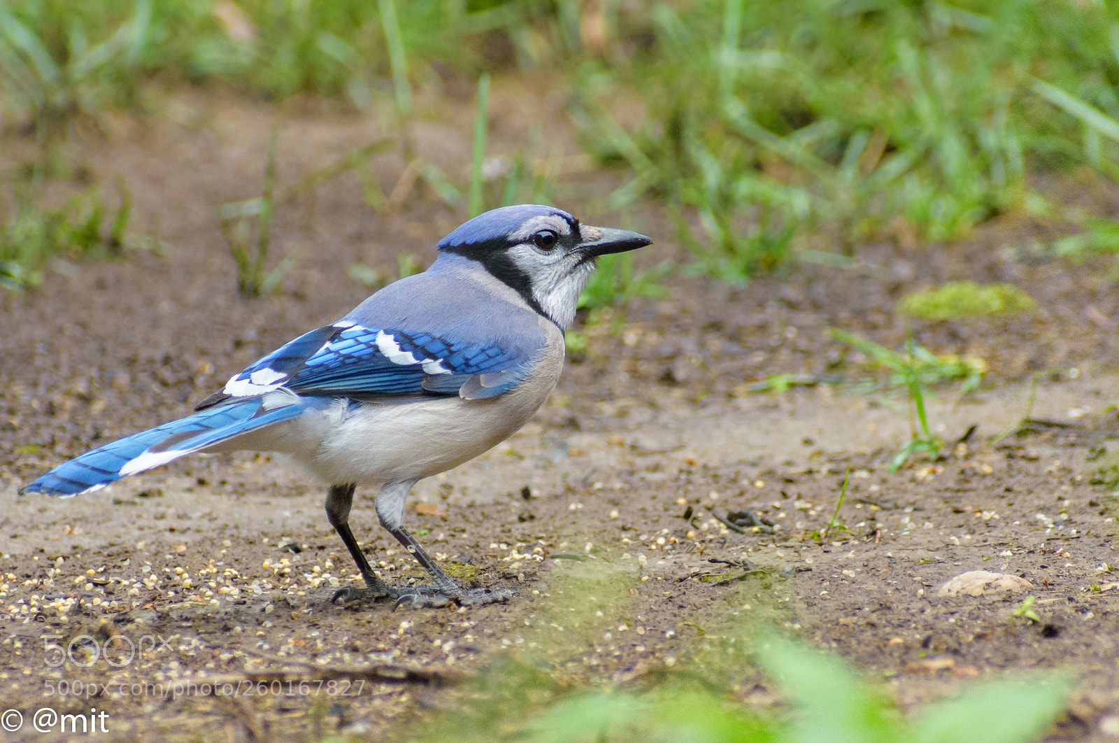 Nikon D7200 sample photo. Bluejay photography