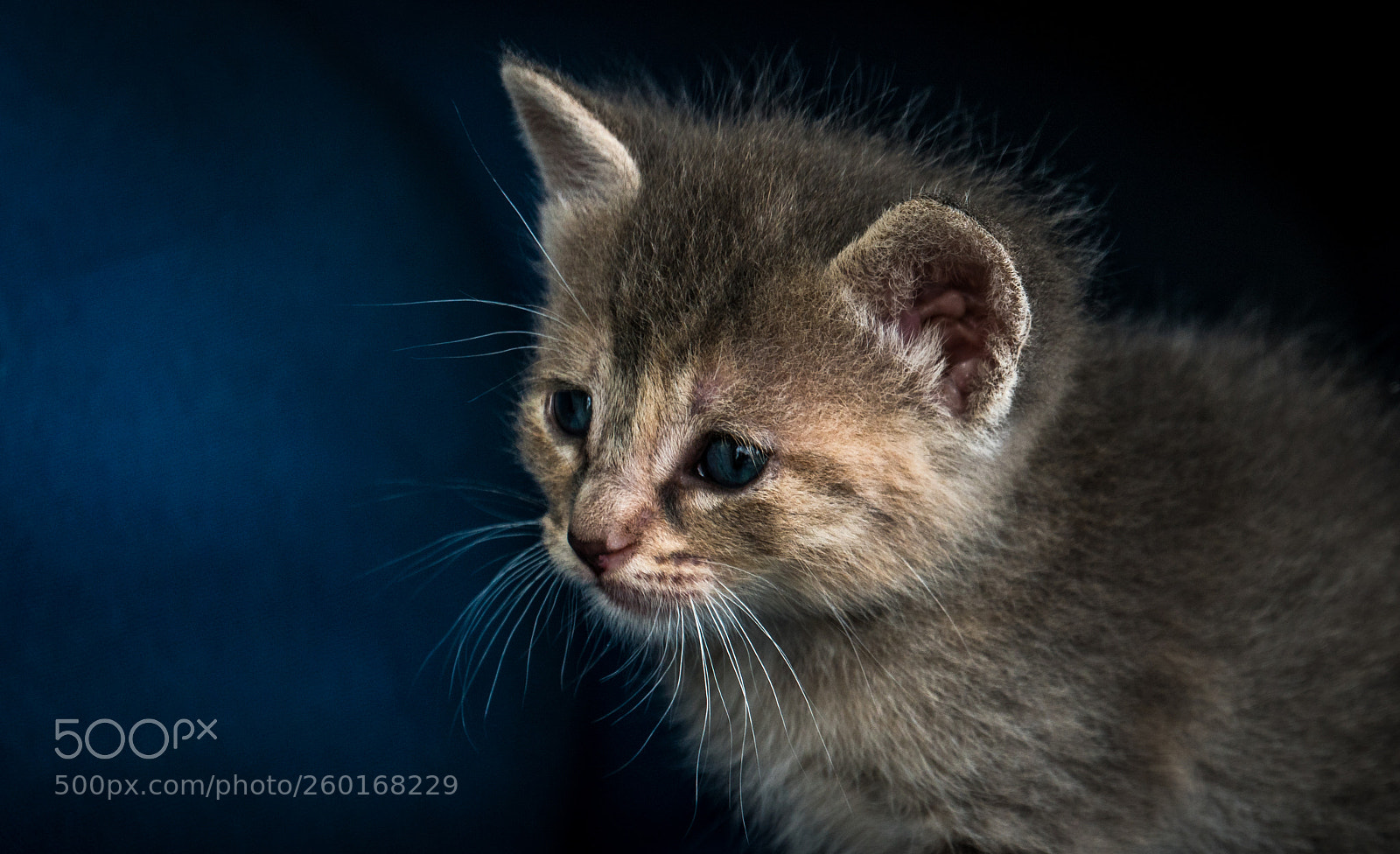 Sony a7R II sample photo. Cats photography