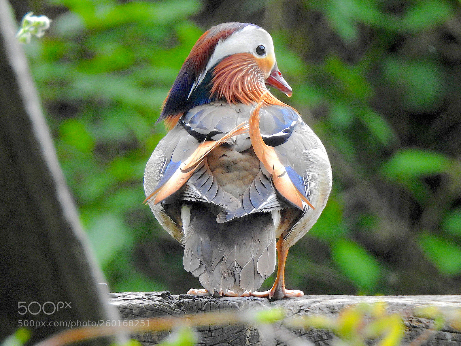 Nikon Coolpix P900 sample photo. Mandarin duck photography