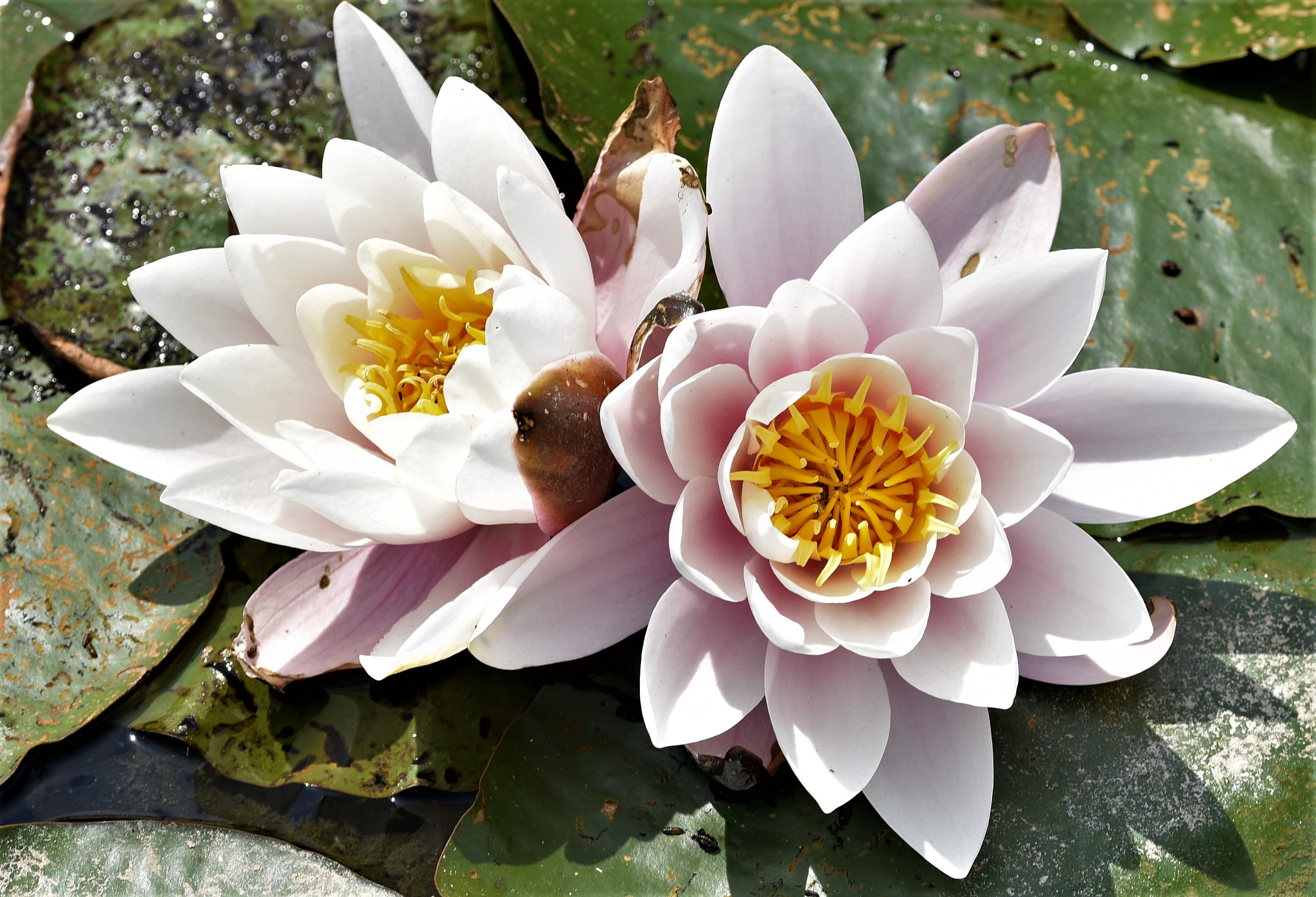 Sigma 105mm F2.8 EX DG OS HSM sample photo. Water lily / nilüfer / wasserlilie photography
