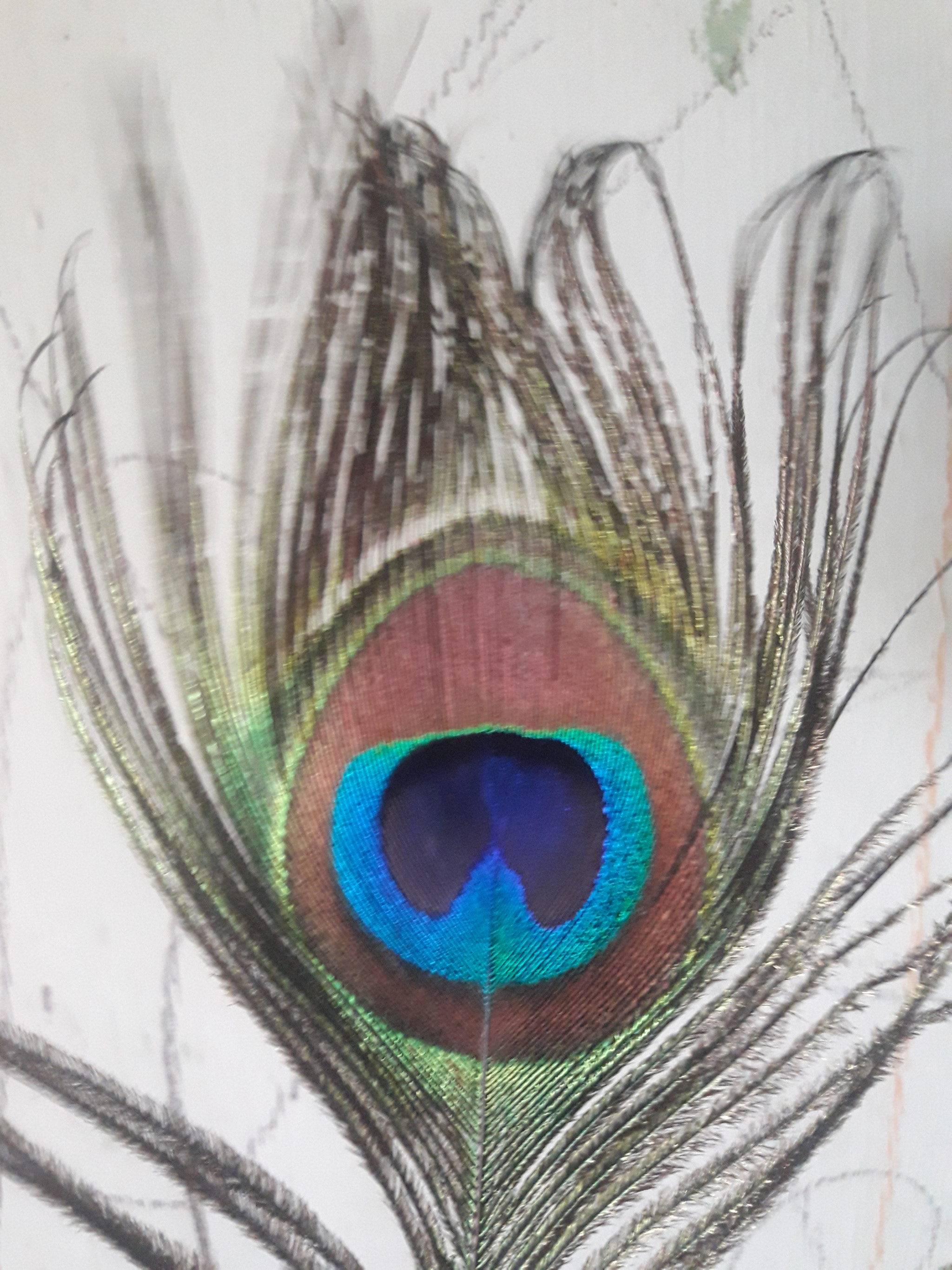 Samsung Galaxy J7 Neo sample photo. Peacock photography
