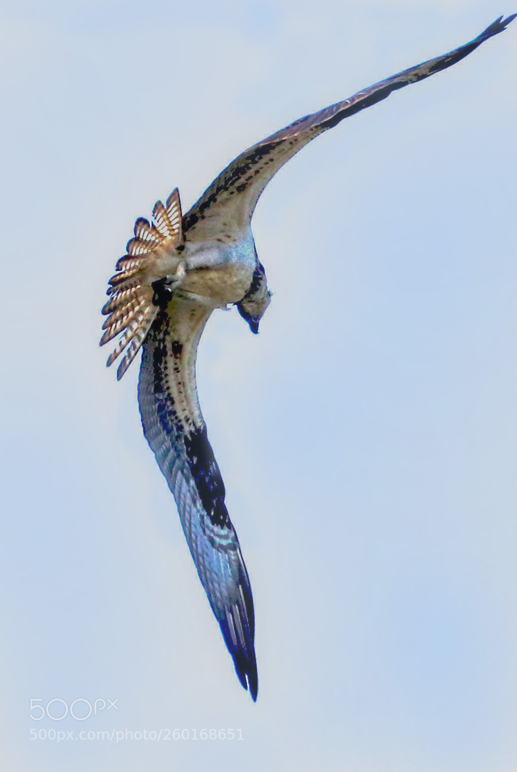 Canon EOS 7D Mark II sample photo. Osprey ballet photography