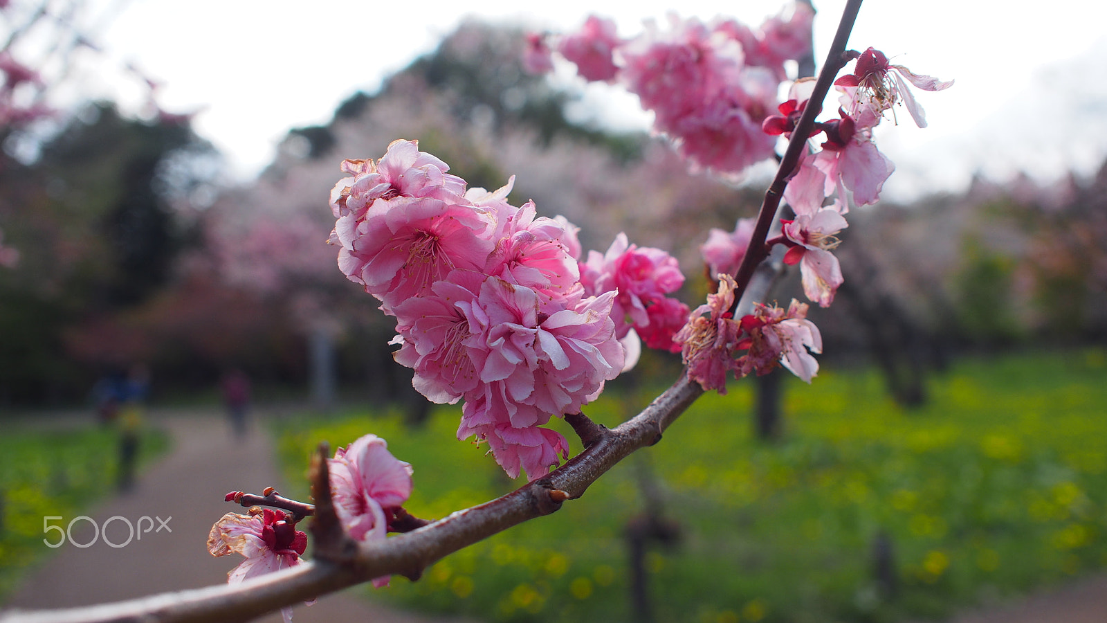 Olympus PEN E-PL6 sample photo. Sakura photography
