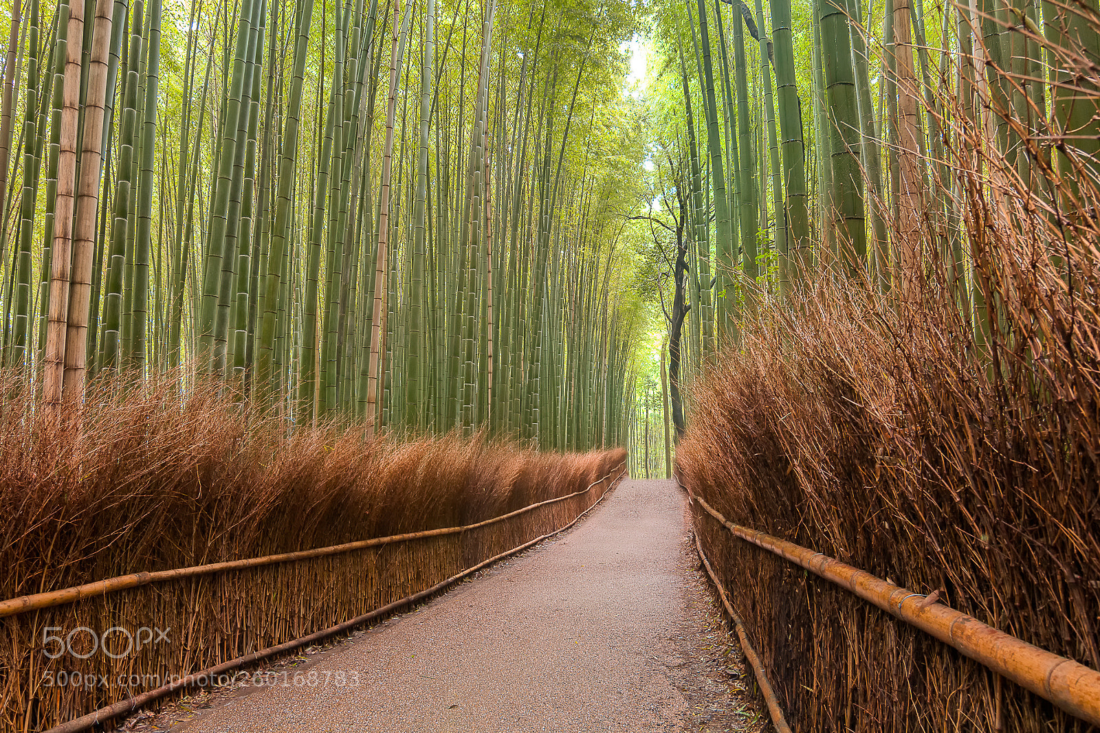 Canon EOS 60D sample photo. Arashiyama photography