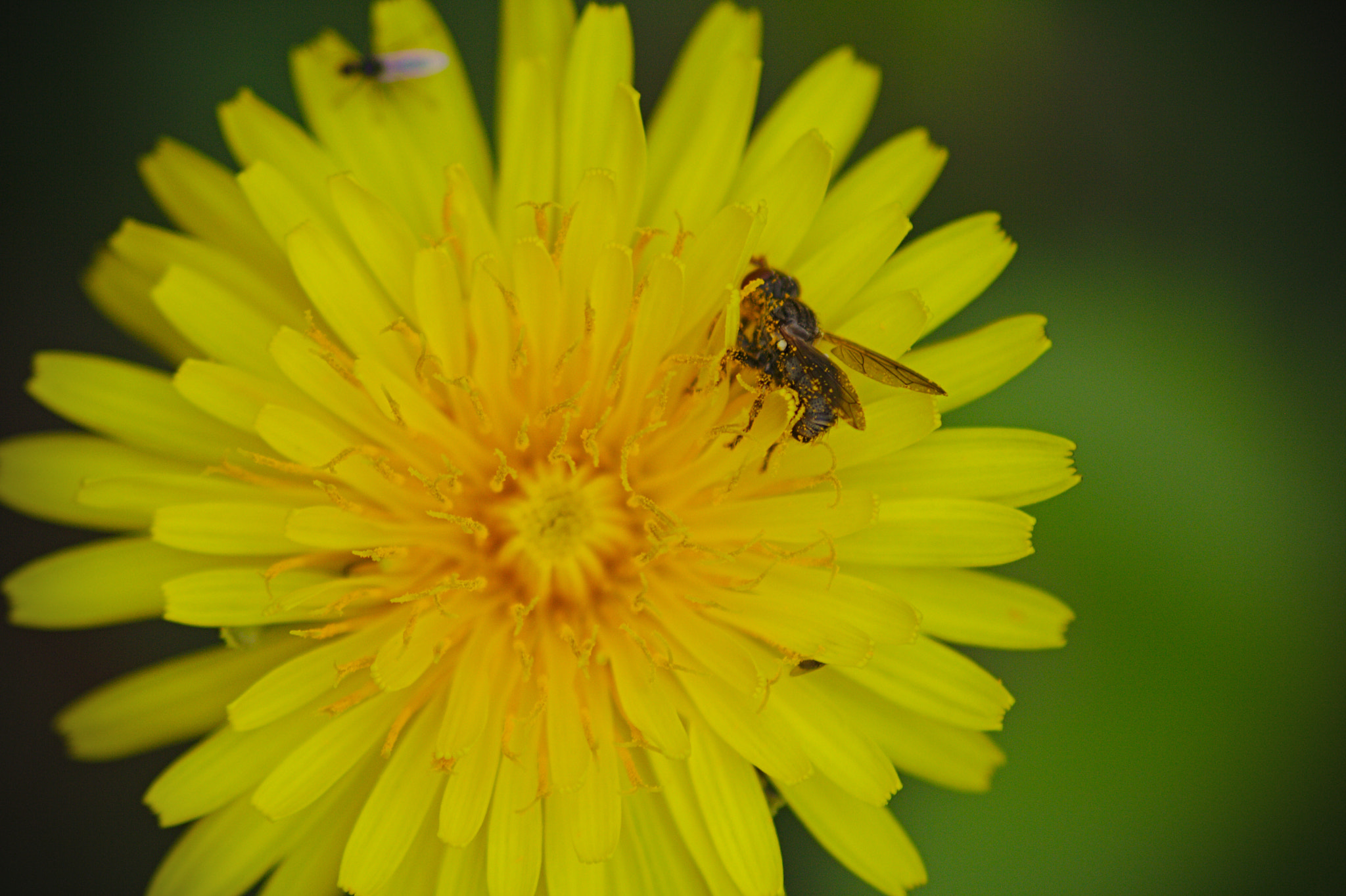 Canon EOS 1000D (EOS Digital Rebel XS / EOS Kiss F) sample photo. Pollen bug photography