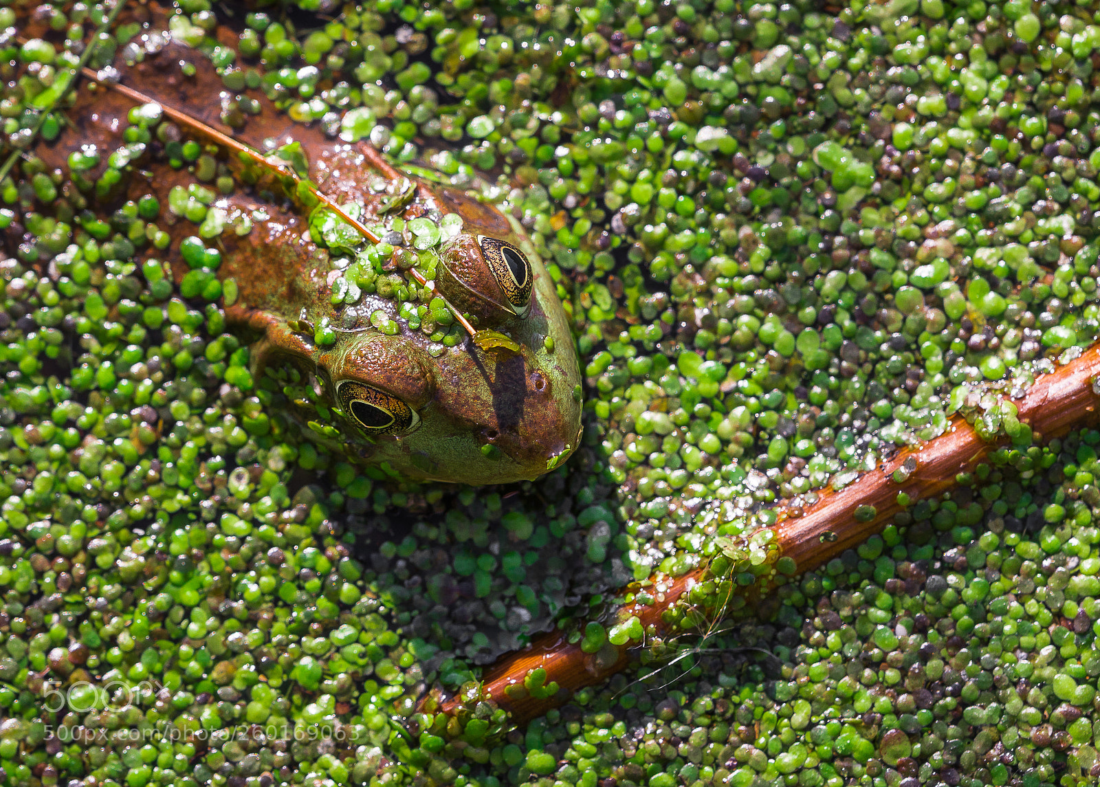 Sony a99 II sample photo. Bullfrog photography