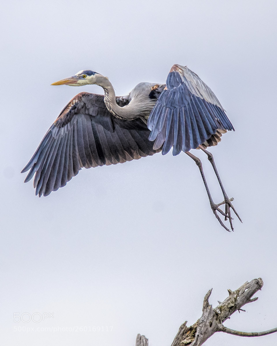 Nikon D7000 sample photo. Great blue heron photography