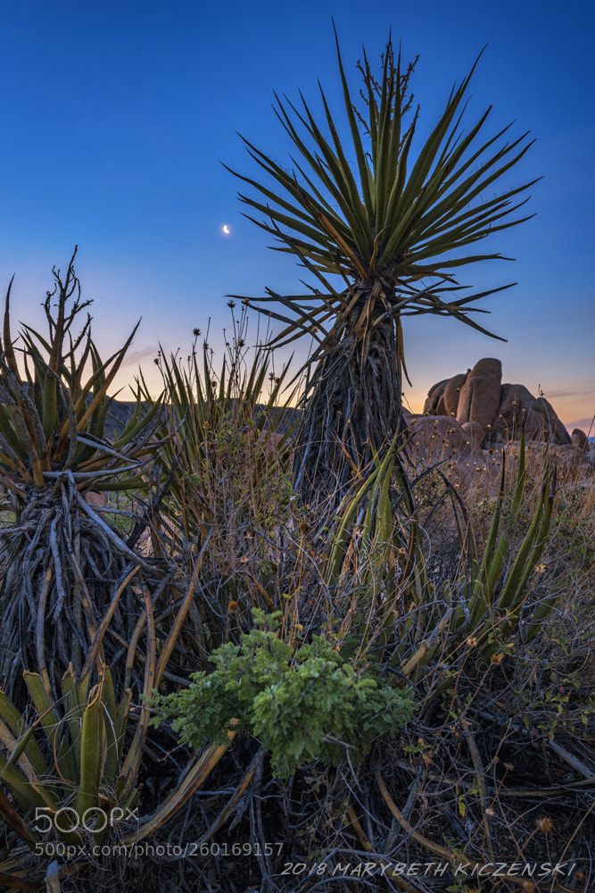 Nikon D850 sample photo. Cacti and the moon photography