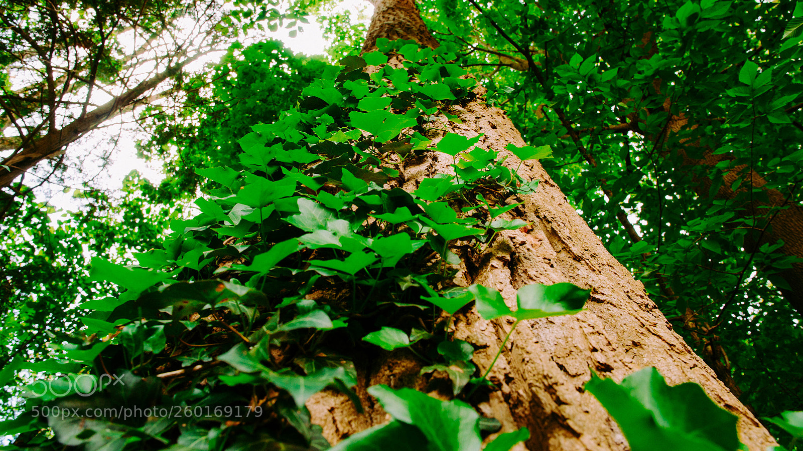 Nikon D7000 sample photo. Up photography