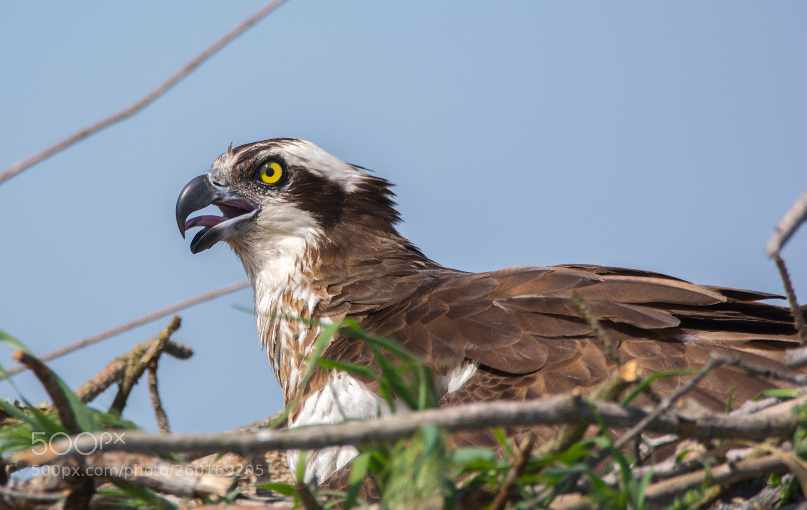 Nikon D5200 sample photo. Female osprey sitting on photography