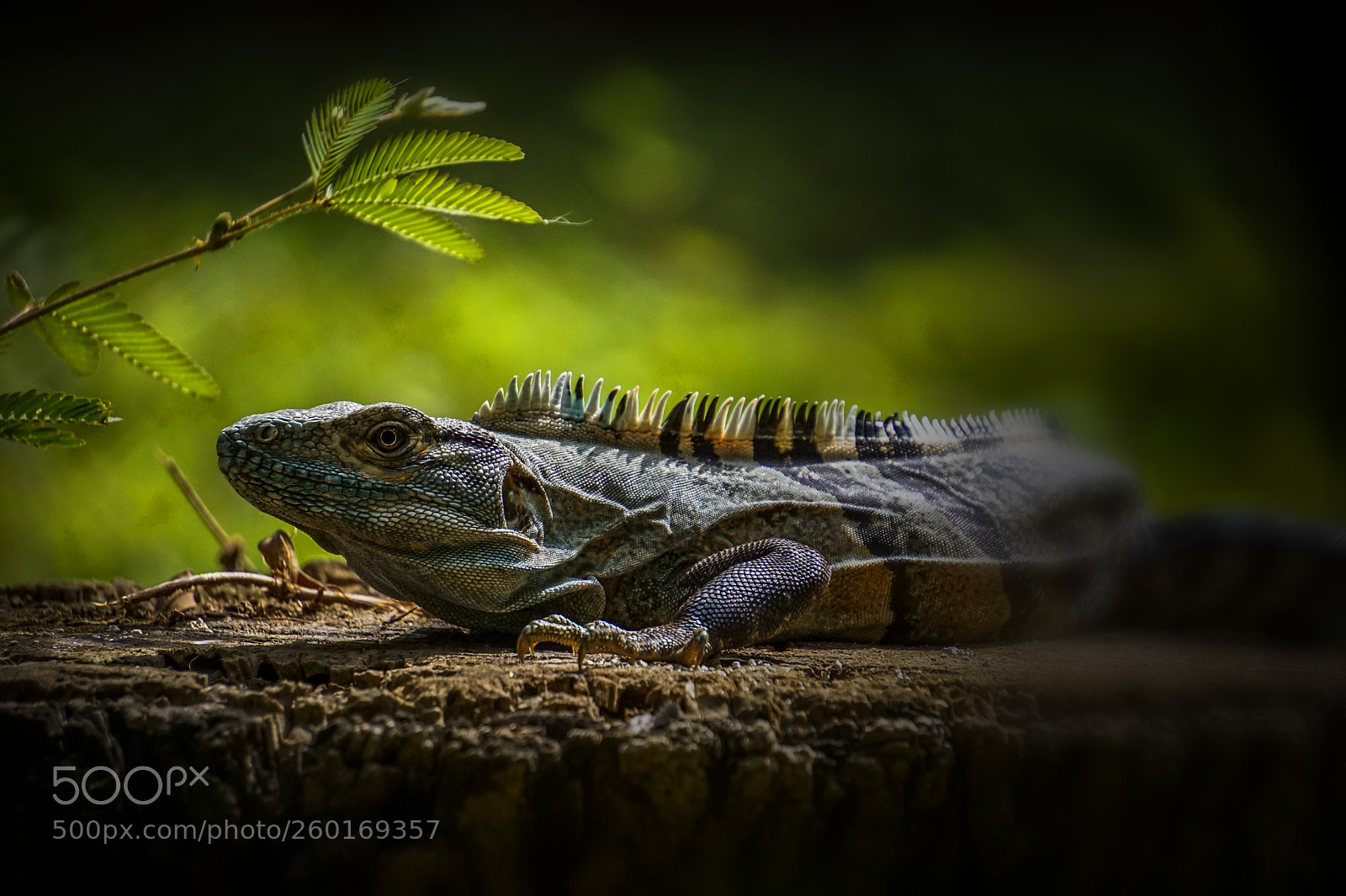 Sony a6000 sample photo. Iguana photography