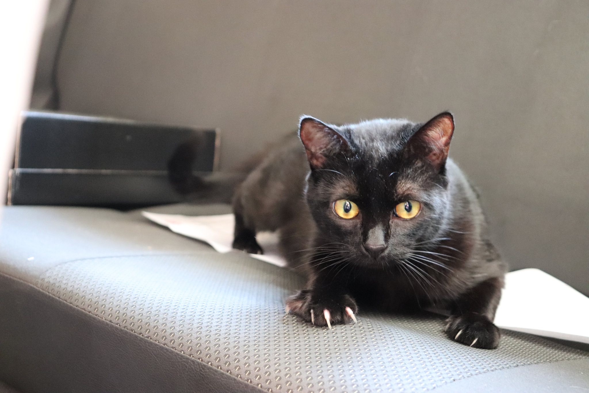 Canon EOS 800D (EOS Rebel T7i / EOS Kiss X9i) sample photo. Little cat photography