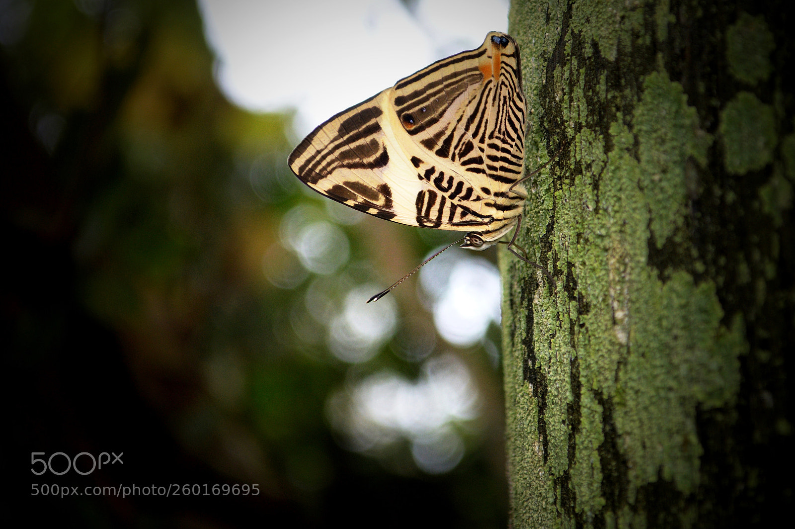 Nikon D3200 sample photo. Beautiful creature photography