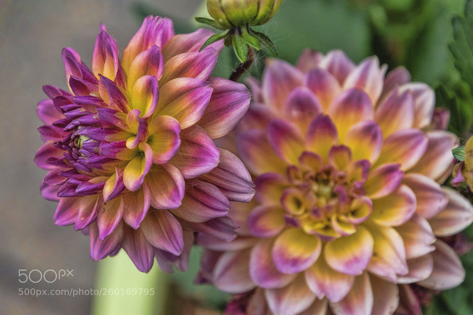Nikon D5600 sample photo. Mulri color dalia photography