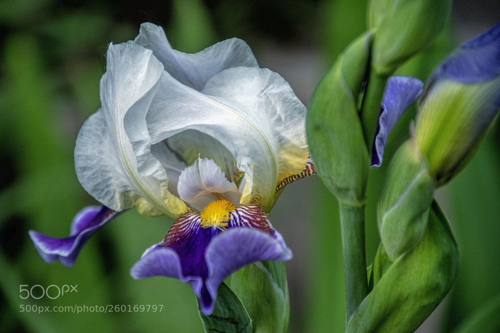 Nikon D5600 sample photo. Purple and white iris photography