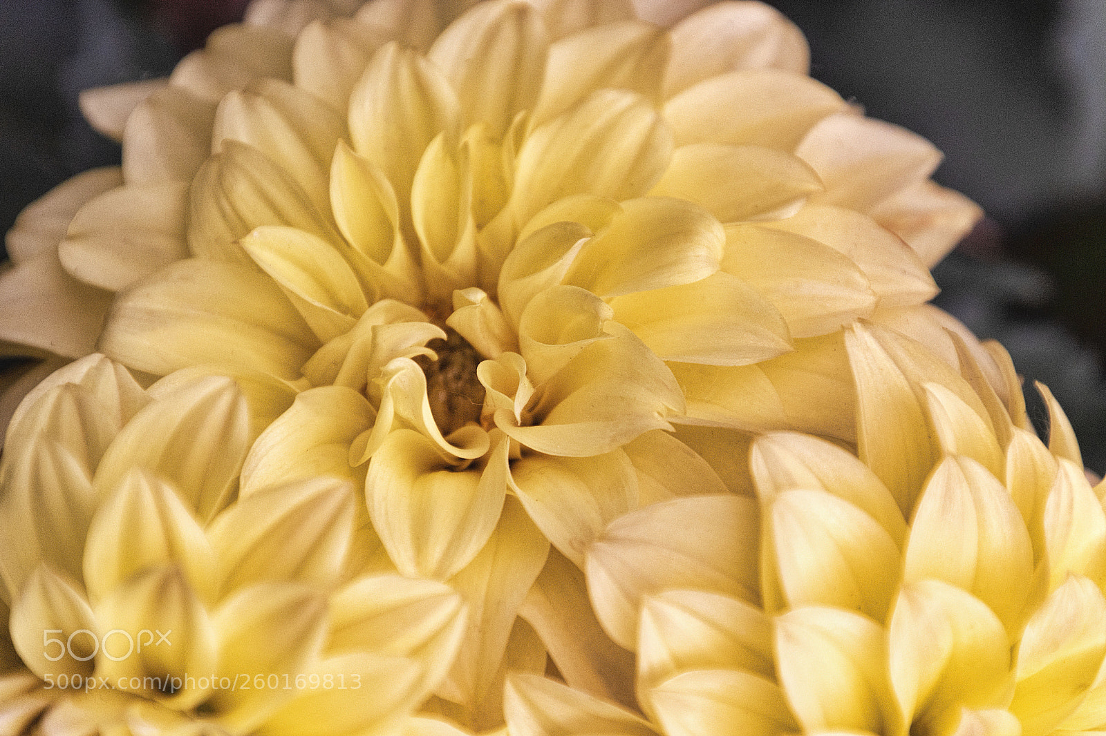 Nikon D5600 sample photo. Yellow dalia photography