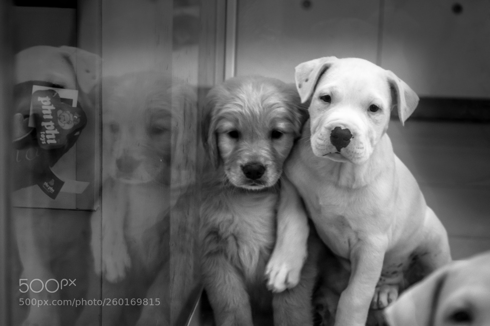 Nikon D7200 sample photo. Dogs photography