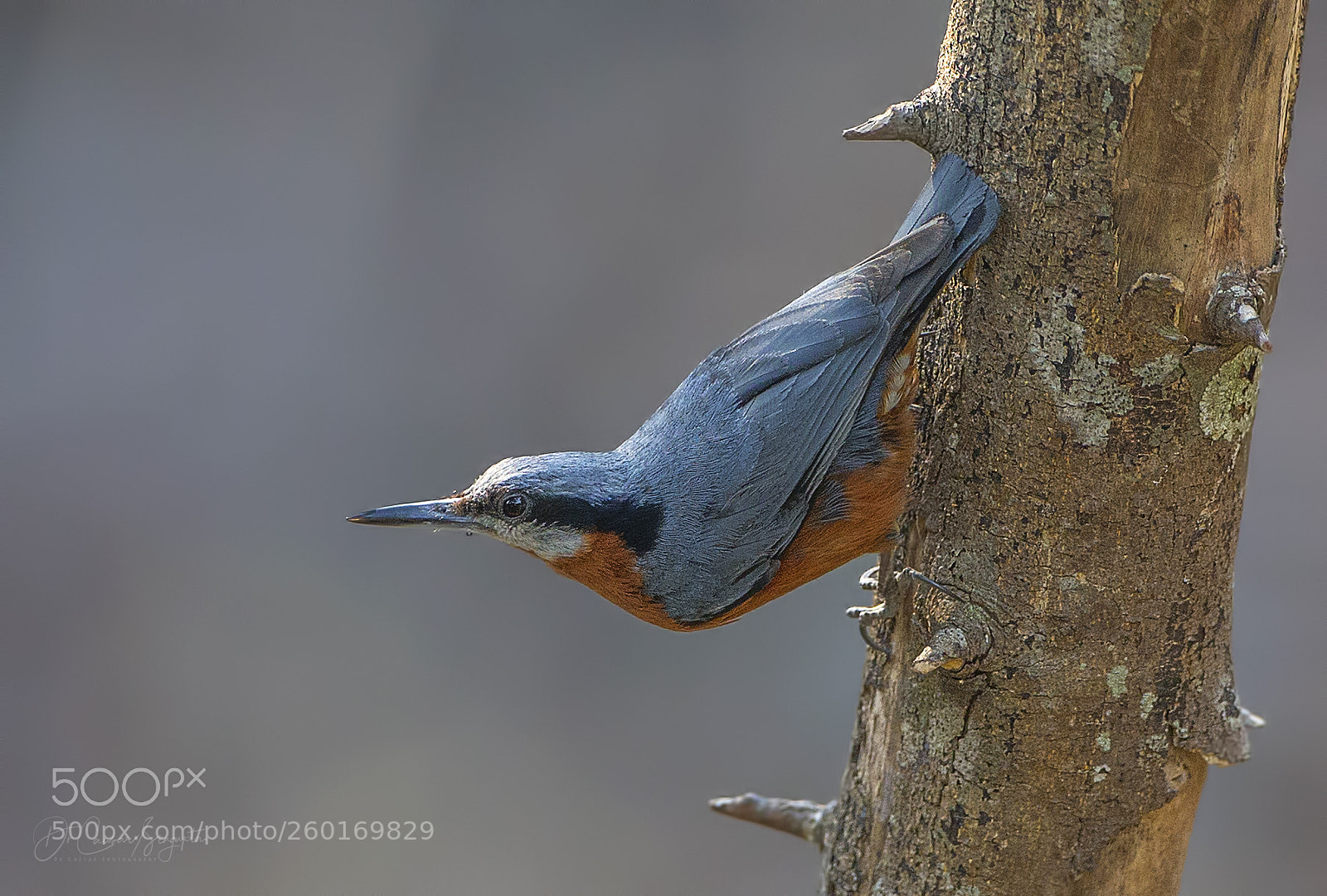 Canon EOS-1D X sample photo. Chestnut bellied nuthatch photography