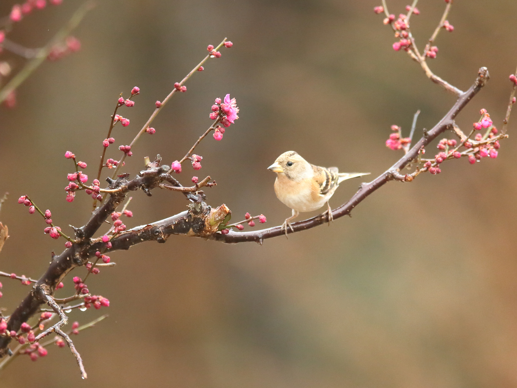 Canon EF 400mm F2.8L IS II USM sample photo. アトリ brambling photography